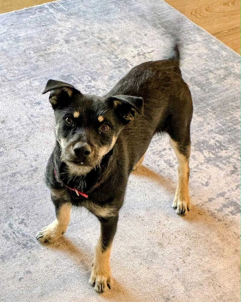 Enlarge Teddy, a Adoptable mixed breed in Evergreen, CO image 2/6