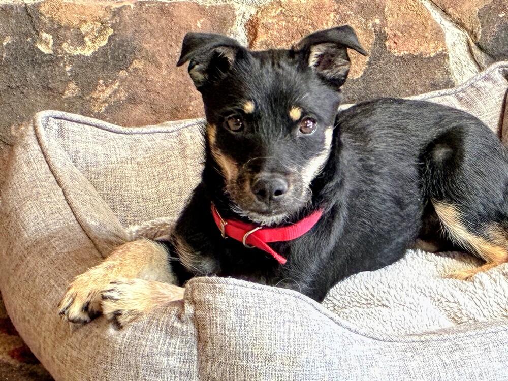 Enlarge Teddy, a Adoptable mixed breed in Evergreen, CO image 3/6