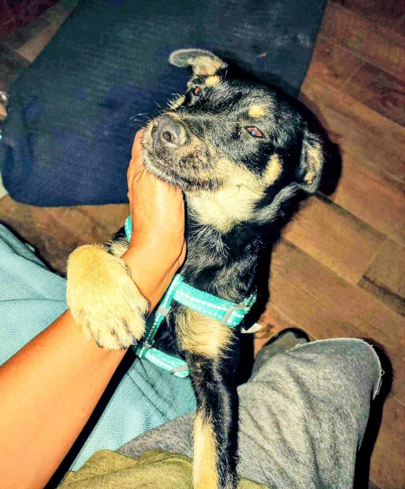 Enlarge Teddy, a Adoptable mixed breed in Evergreen, CO image 4/6