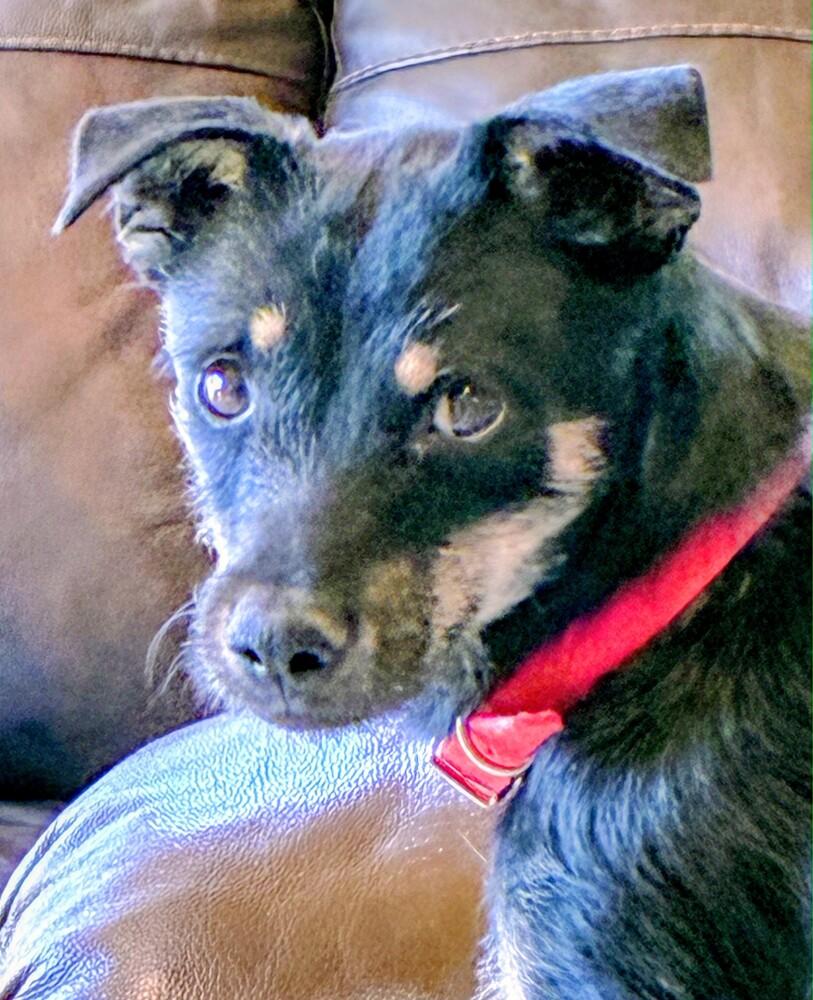 Enlarge Teddy, a Adoptable mixed breed in Evergreen, CO image 5/6