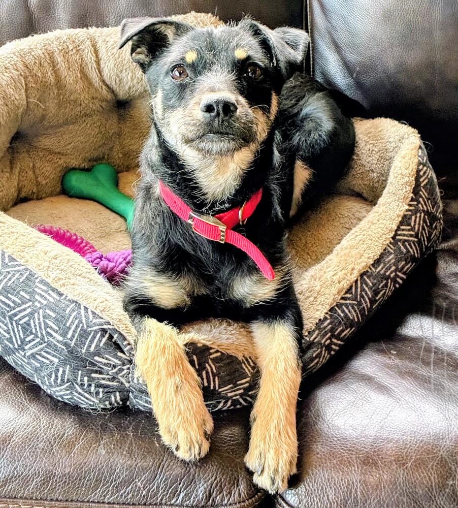 Enlarge Teddy, a Adoptable mixed breed in Evergreen, CO image 6/6