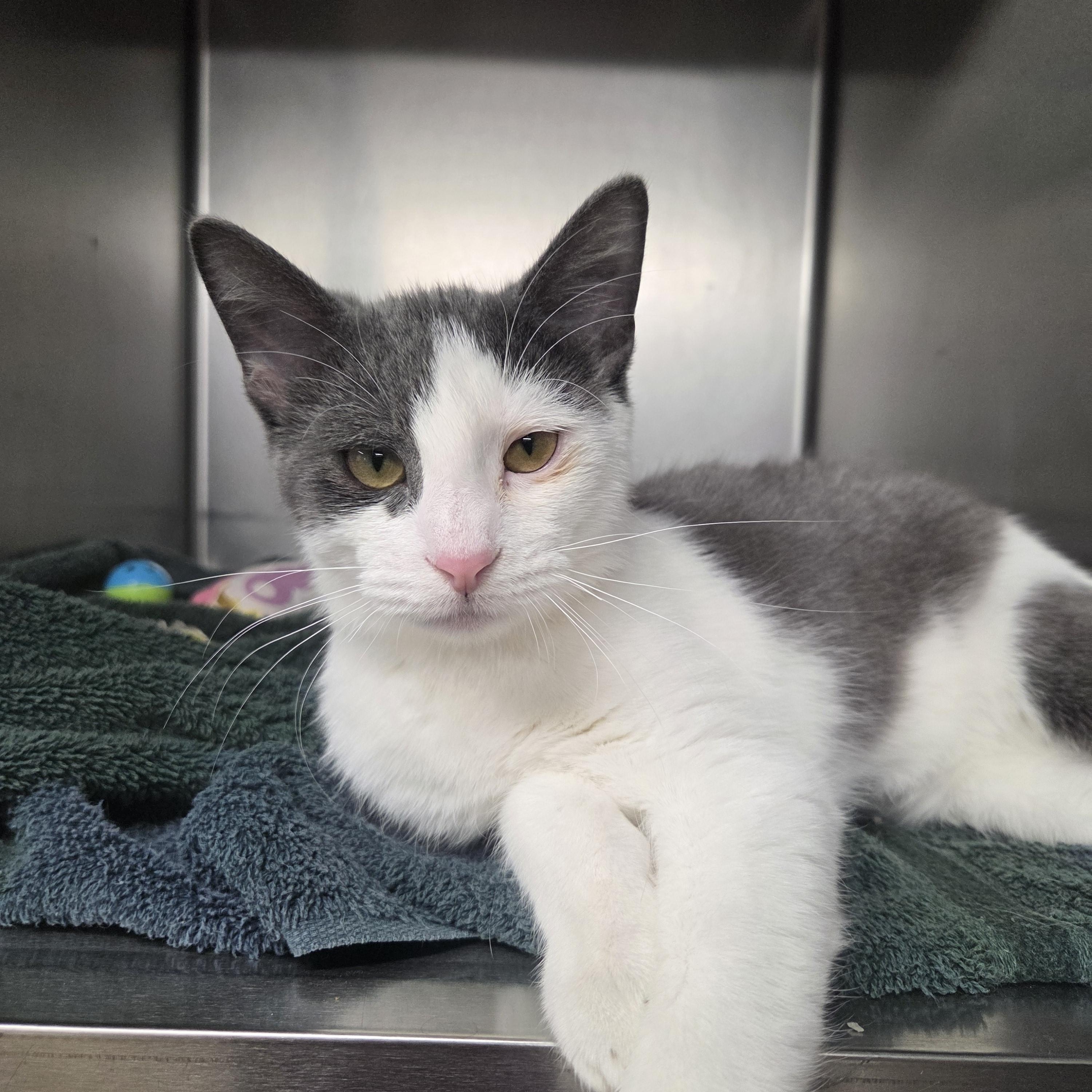 Fresca, Adoptable, Kitten Male Domestic Short Hair.
