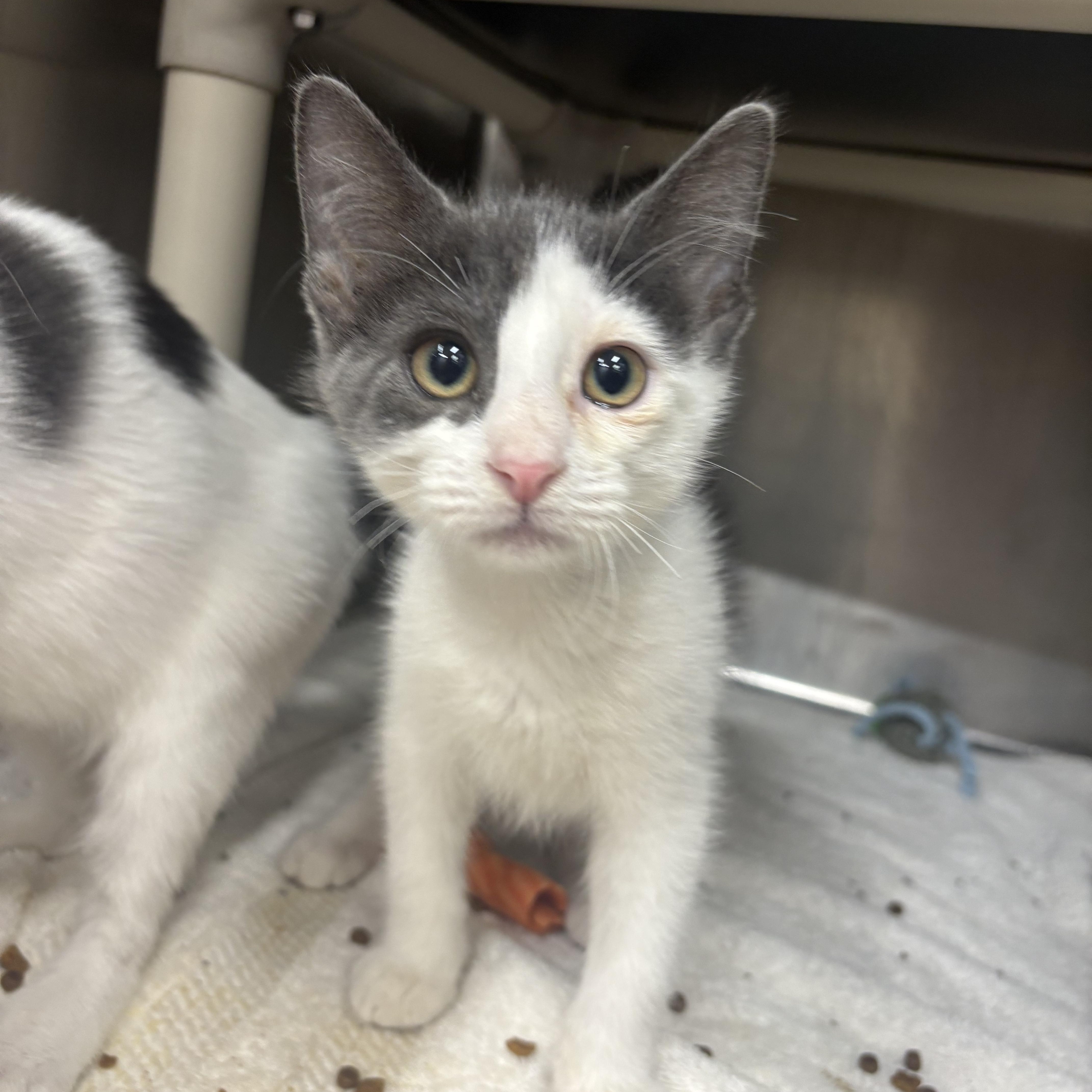 Fresca, ADOPTABLE, Kitten Male Domestic Short Hair.
