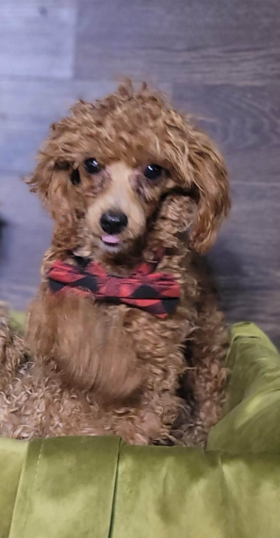Enlarge RITCHIE in RHODE ISLAND, an adopted Miniature Poodle in West Warwick, RI image 1/1
