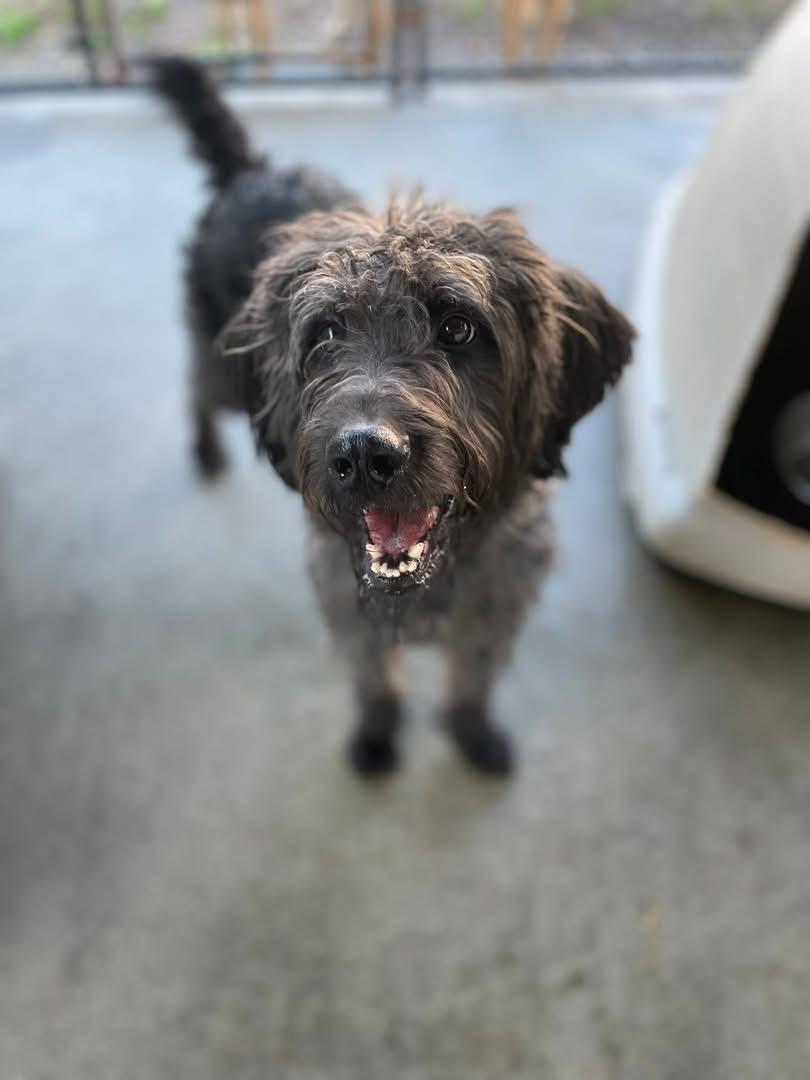 Enlarge Oakley, a ADOPTABLE Labradoodle in Totowa, NJ image 1/4