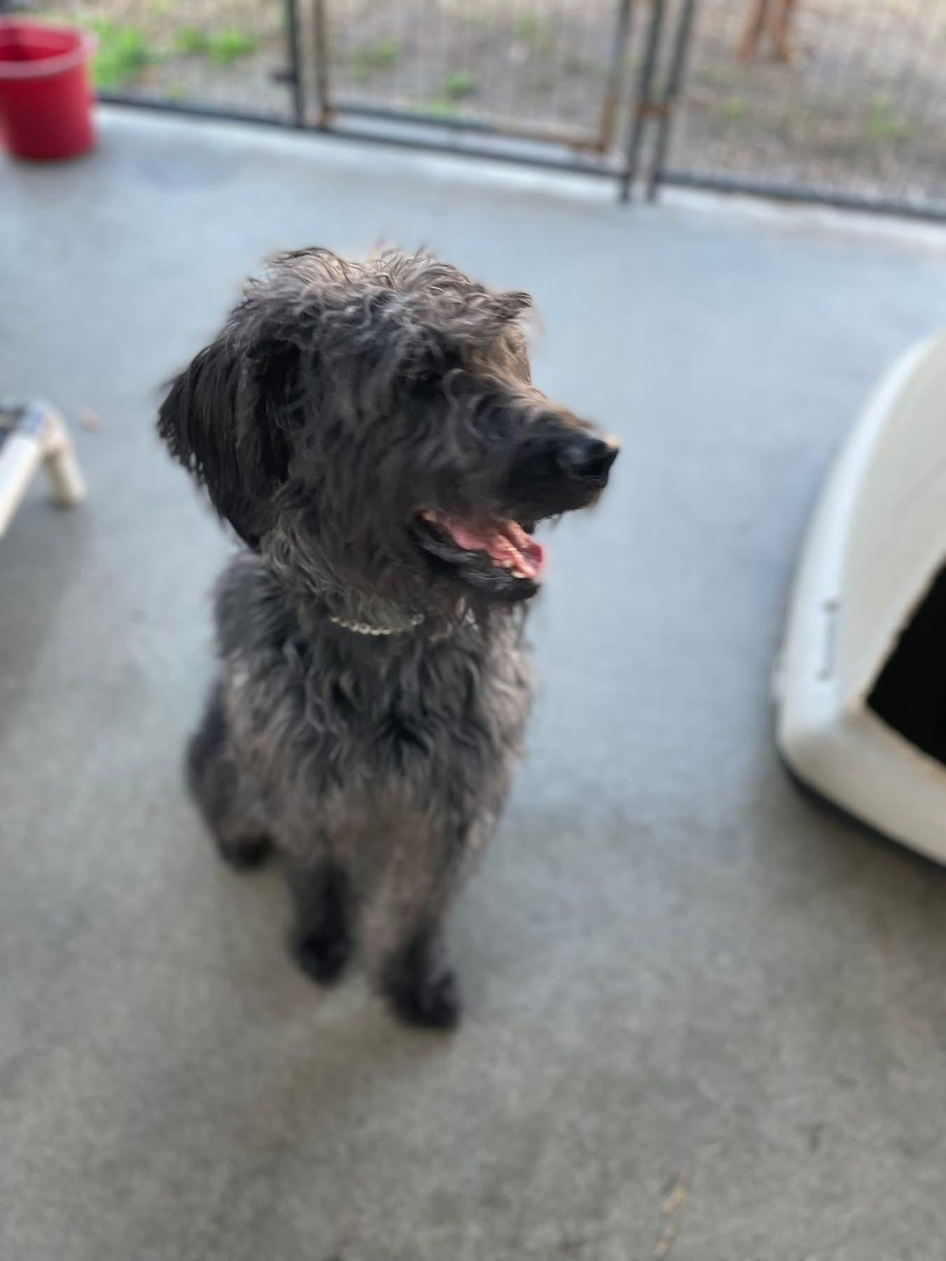 Enlarge Oakley, a ADOPTABLE Labradoodle in Totowa, NJ image 3/4
