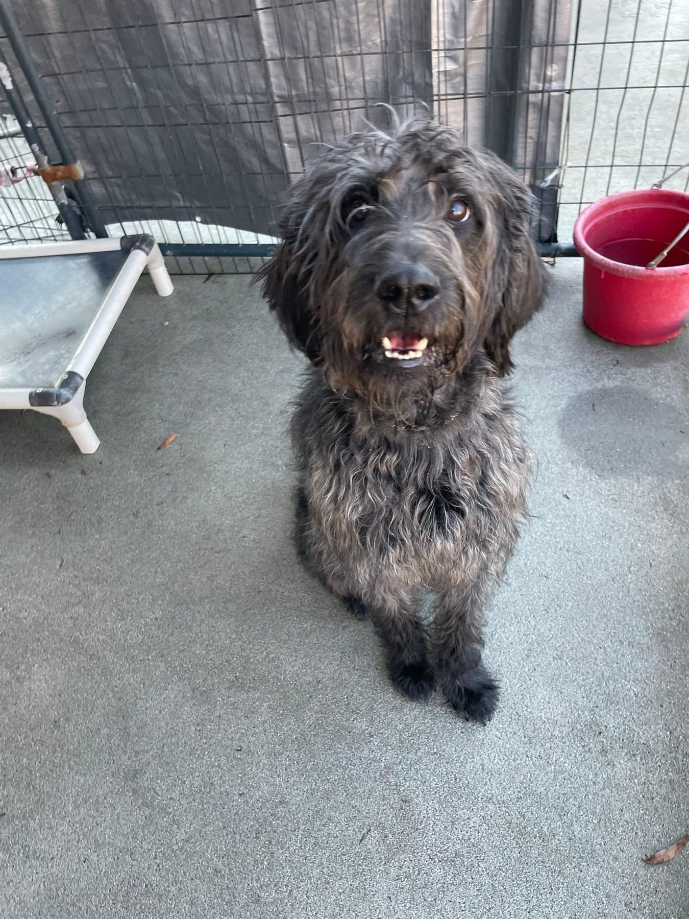 Enlarge Oakley, a ADOPTABLE Labradoodle in Totowa, NJ image 2/4