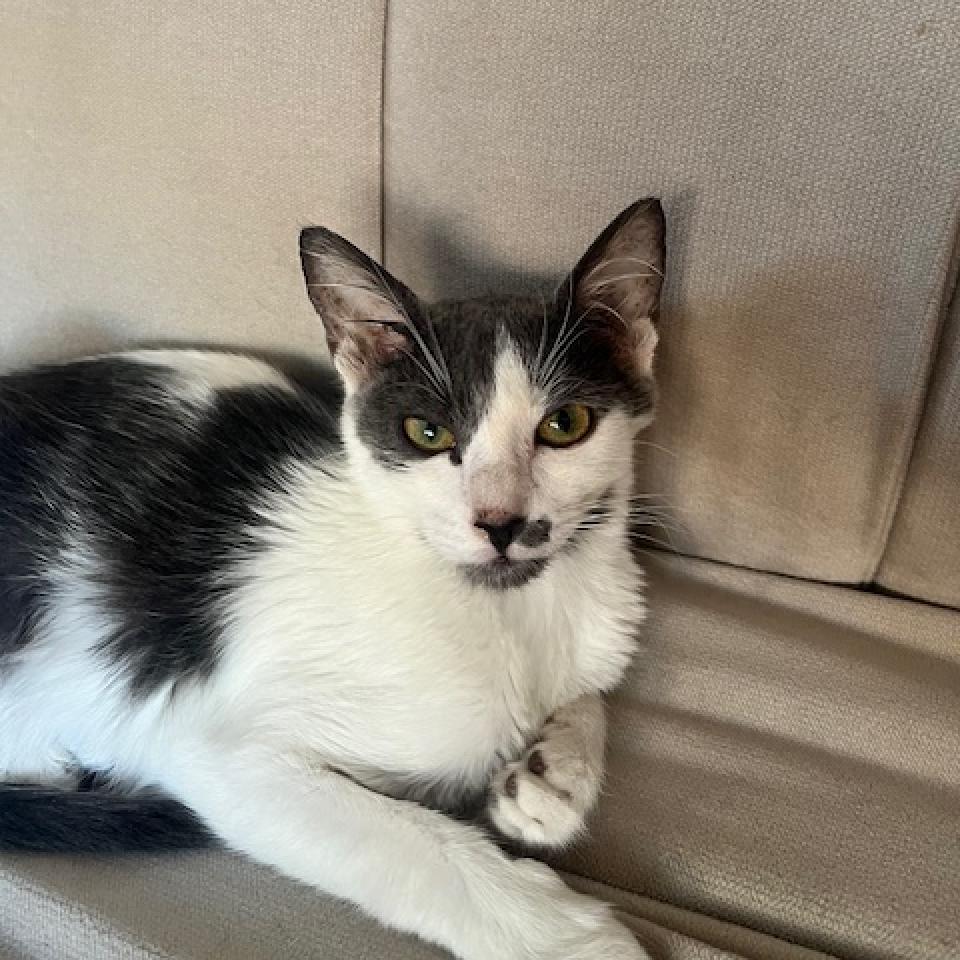 Thyme — thumbnail 2