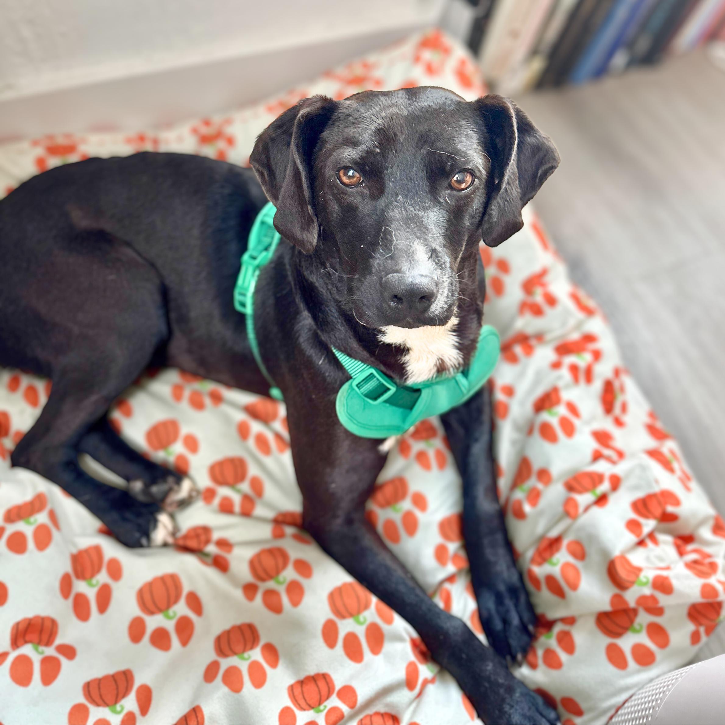 Enlarge Dark Tower, a Adoptable mixed breed in Philadelphia, PA image 3/6