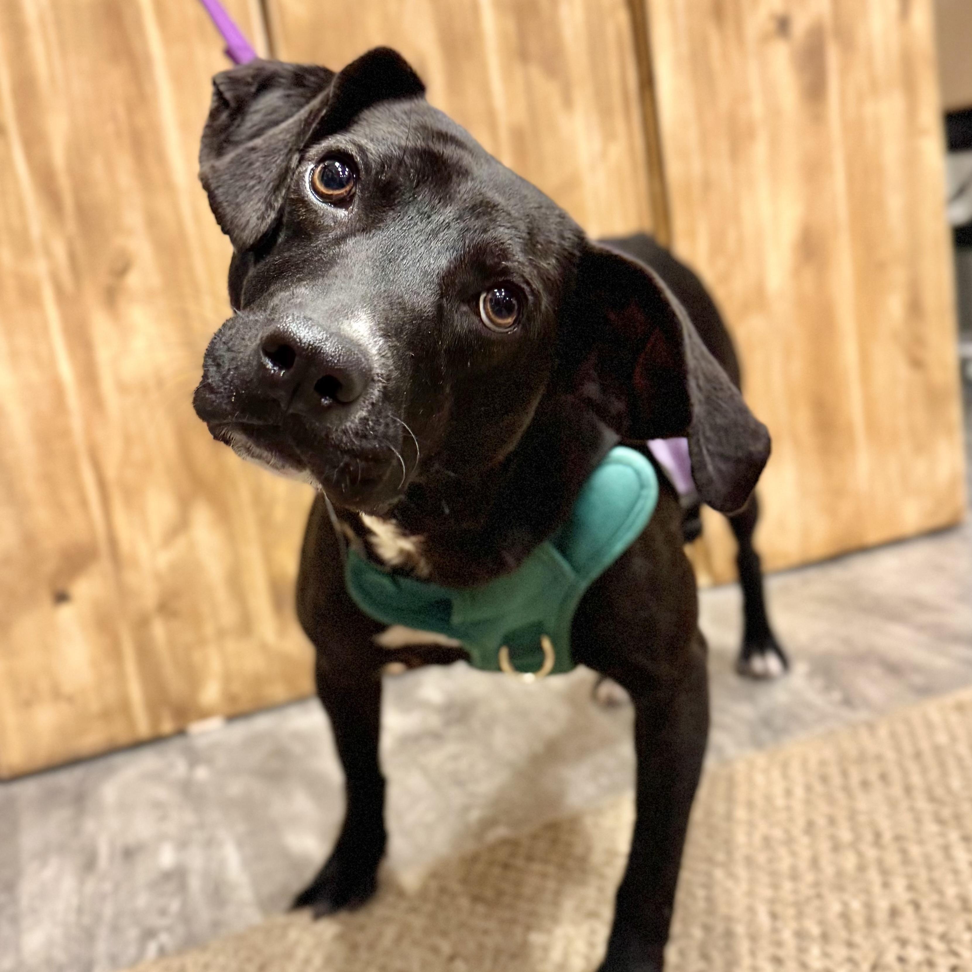 Enlarge Dark Tower, a Adoptable mixed breed in Philadelphia, PA image 2/6