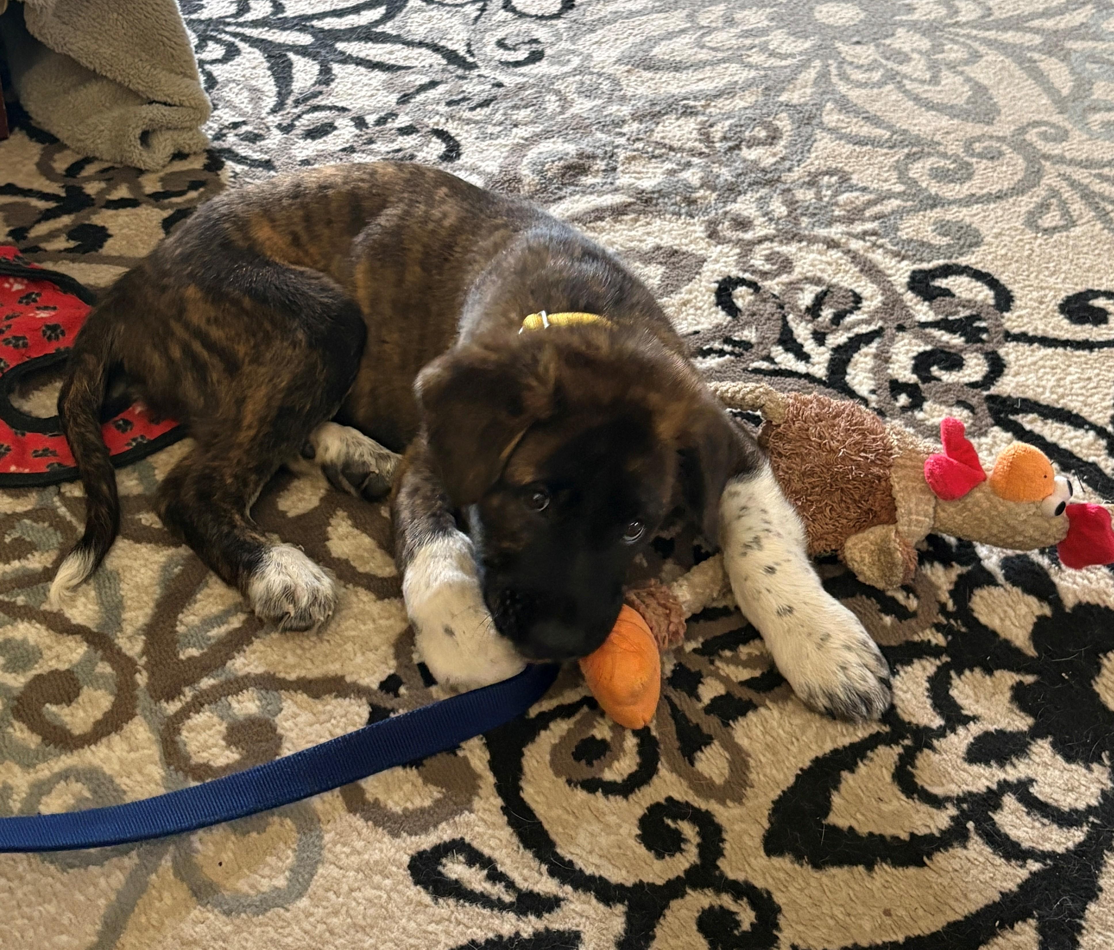 Cephus Enchanted - Local Boy, an adopted mixed breed in Andover, MA image 3/6