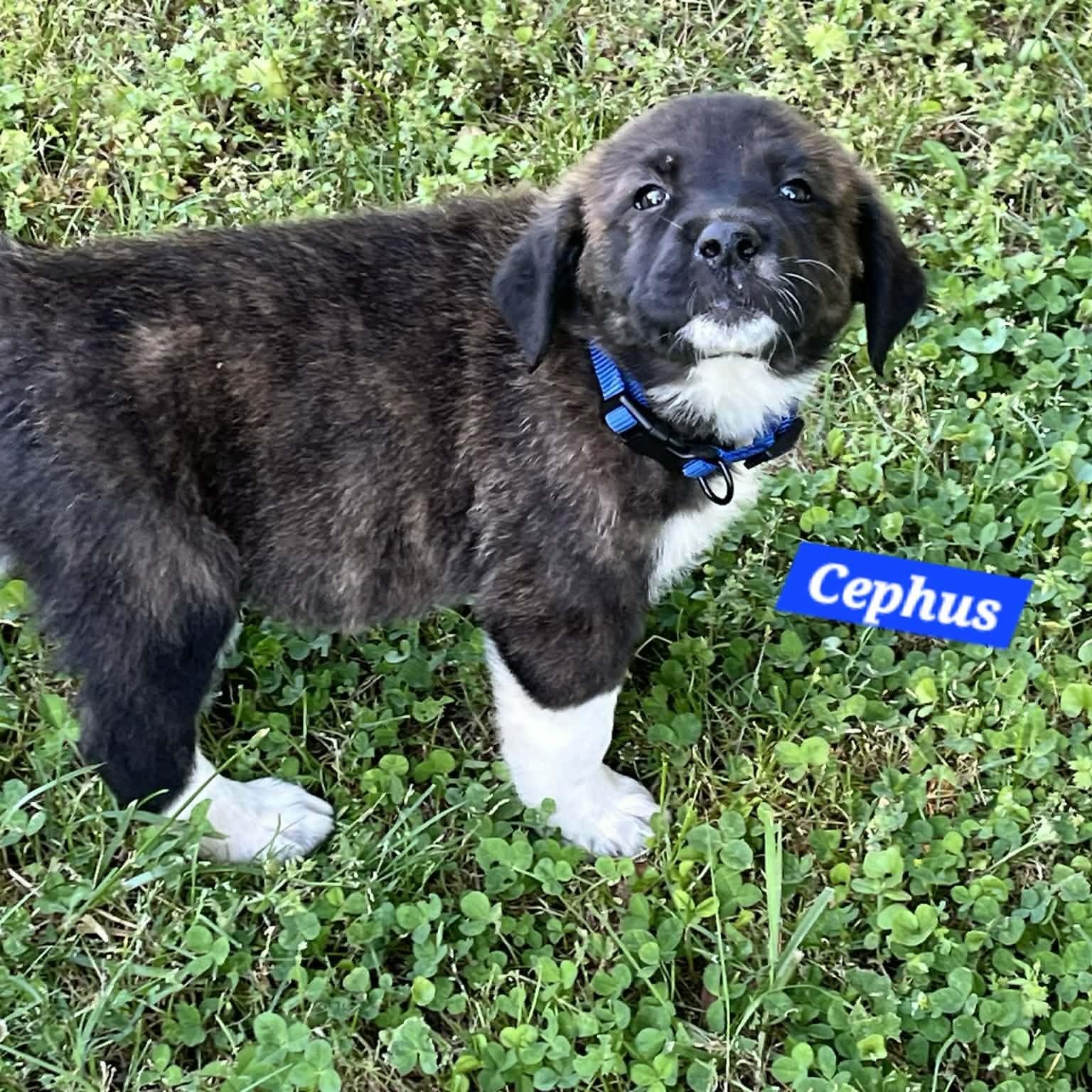 Cephus Enchanted - Local Boy, an adopted mixed breed in Andover, MA image 5/6