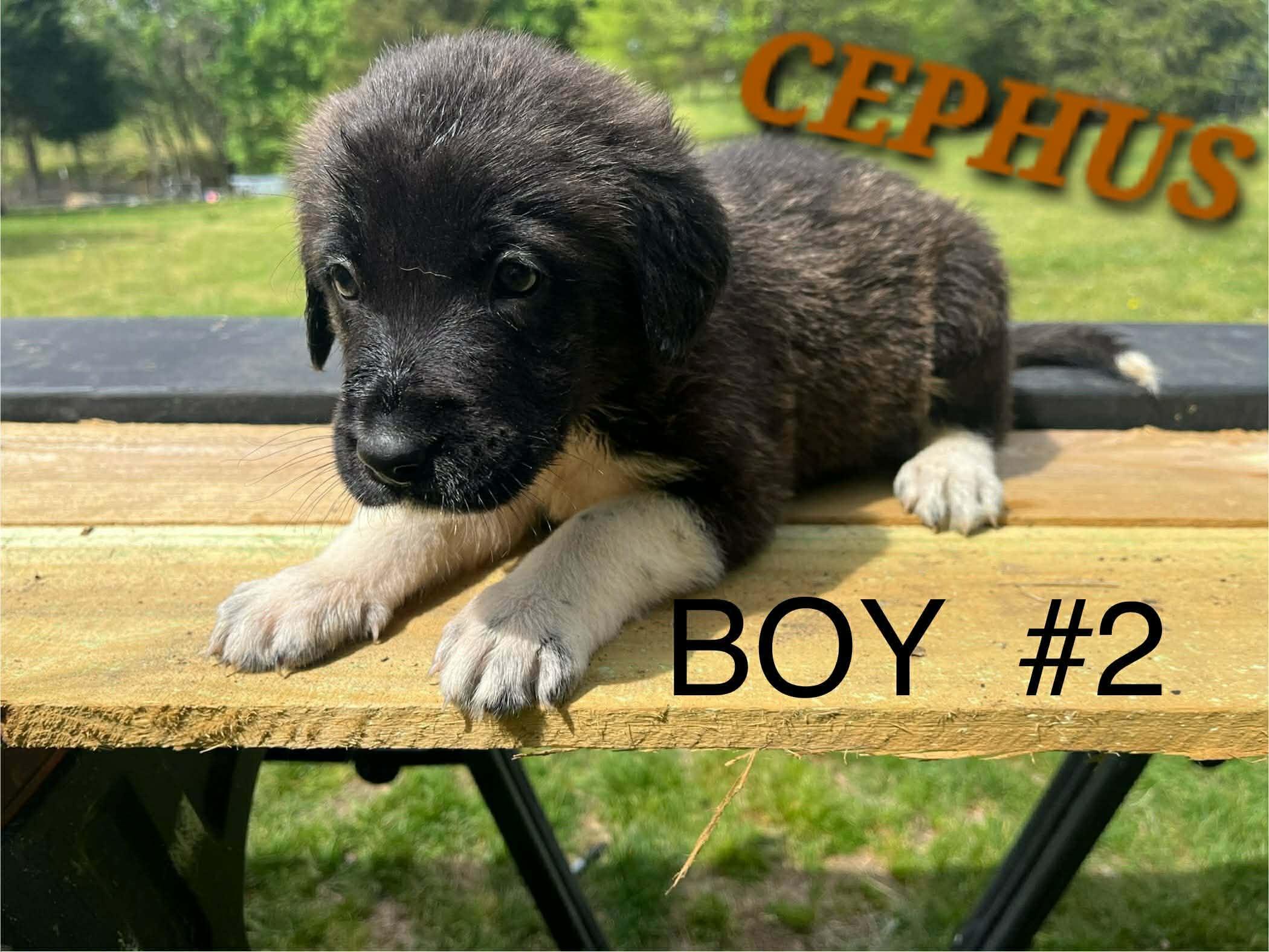 Cephus Enchanted - Local Boy, an adopted mixed breed in Andover, MA image 6/6