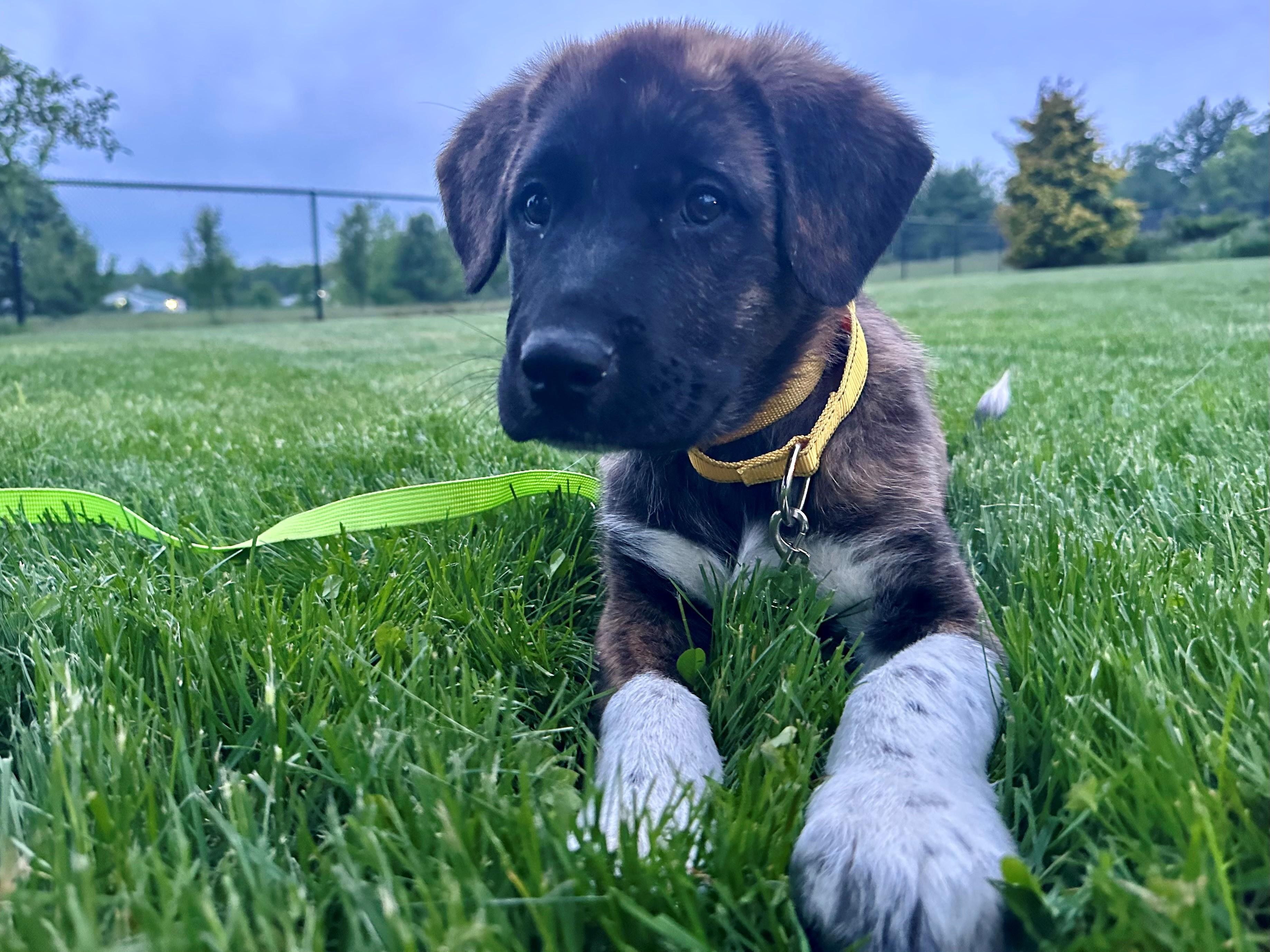 Cephus Enchanted - Local Boy, an adopted mixed breed in Andover, MA image 1/6