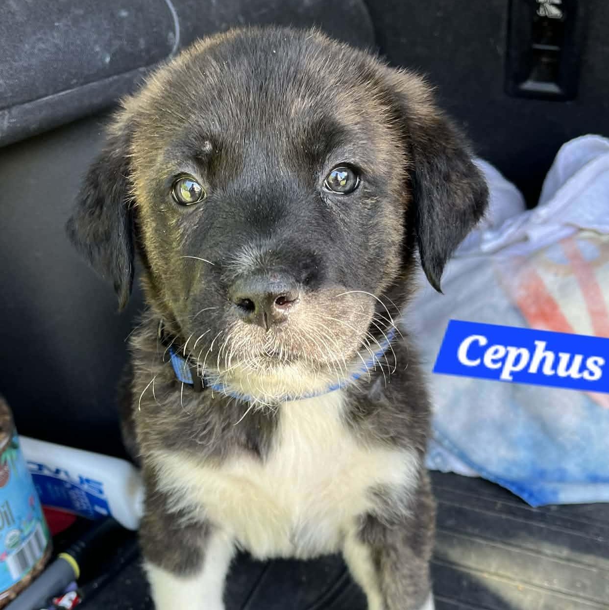 Cephus Enchanted - Local Boy, an adopted mixed breed in Andover, MA image 4/6