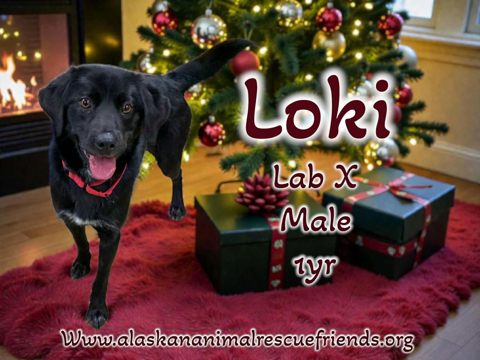 Loki, Adoptable, Adult Male Labrador Retriever.