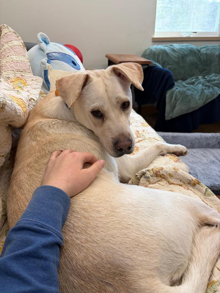 Banjo (FOSTERED LOCALLY), Adoptable, Adult Male Labrador Retriever.