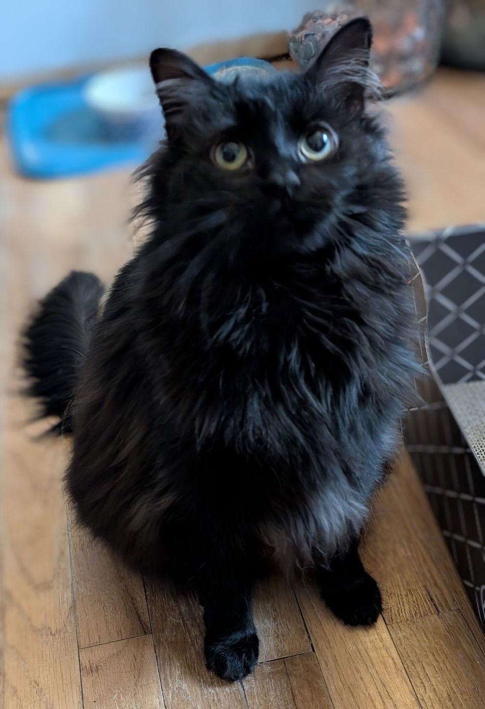 Whisper, Adoptable, Young Female Domestic Long Hair.