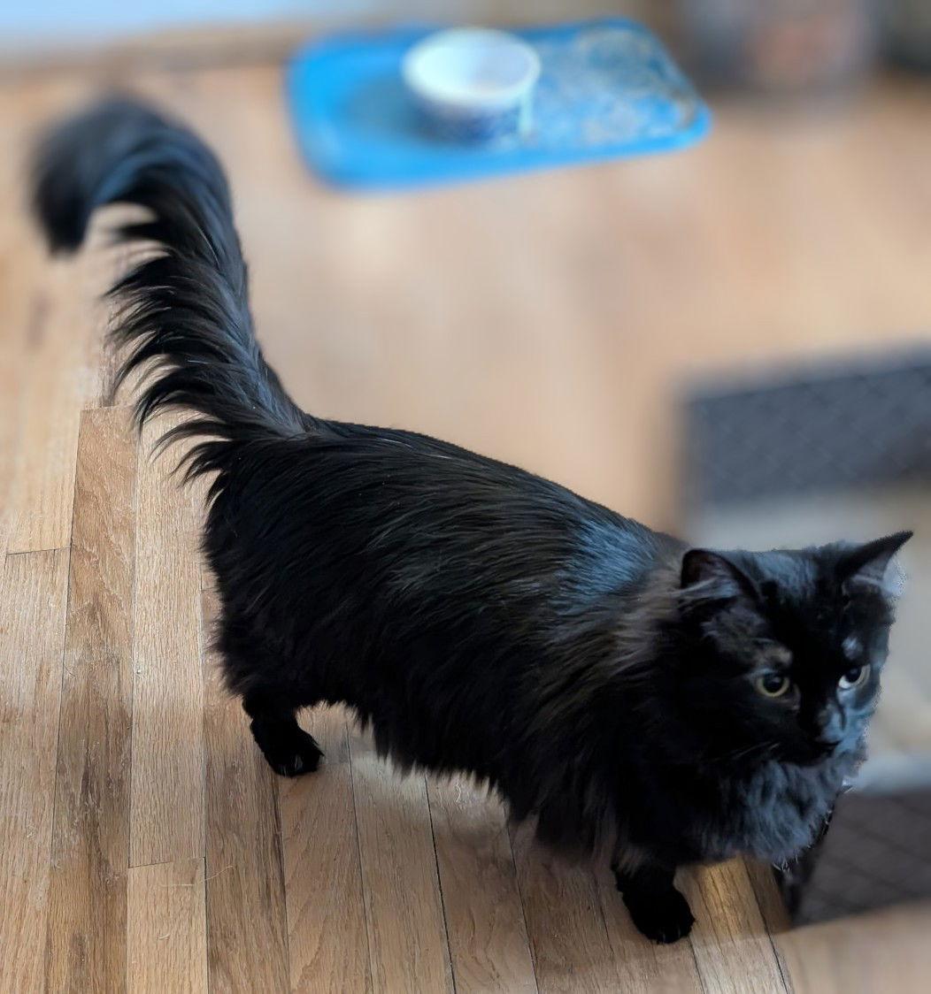 Enlarge Whisper, a Adoptable Domestic Long Hair in Livonia, MI image 2/3