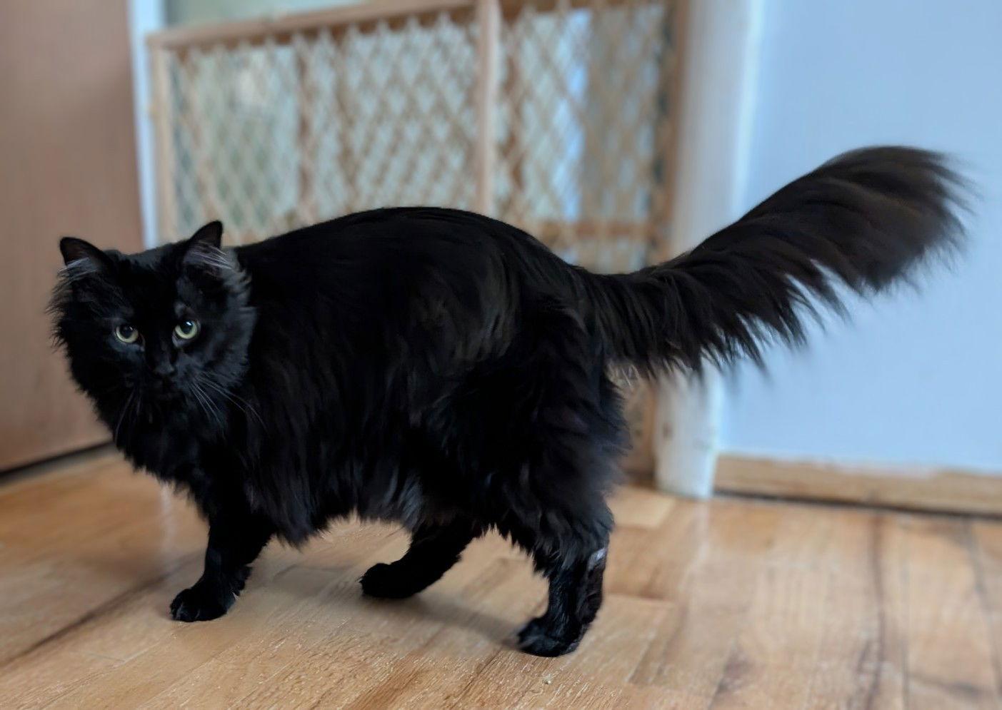 Enlarge Whisper, a Adoptable Domestic Long Hair in Livonia, MI image 3/3