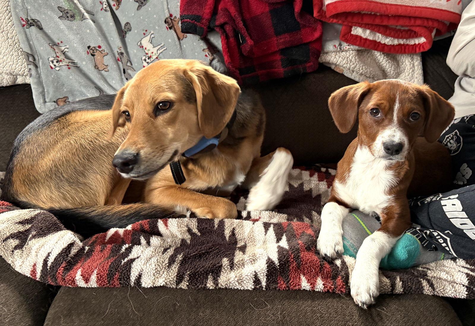 Lucy Priceless *LOCAL*, Adopted, Puppy Female Chihuahua & Terrier.