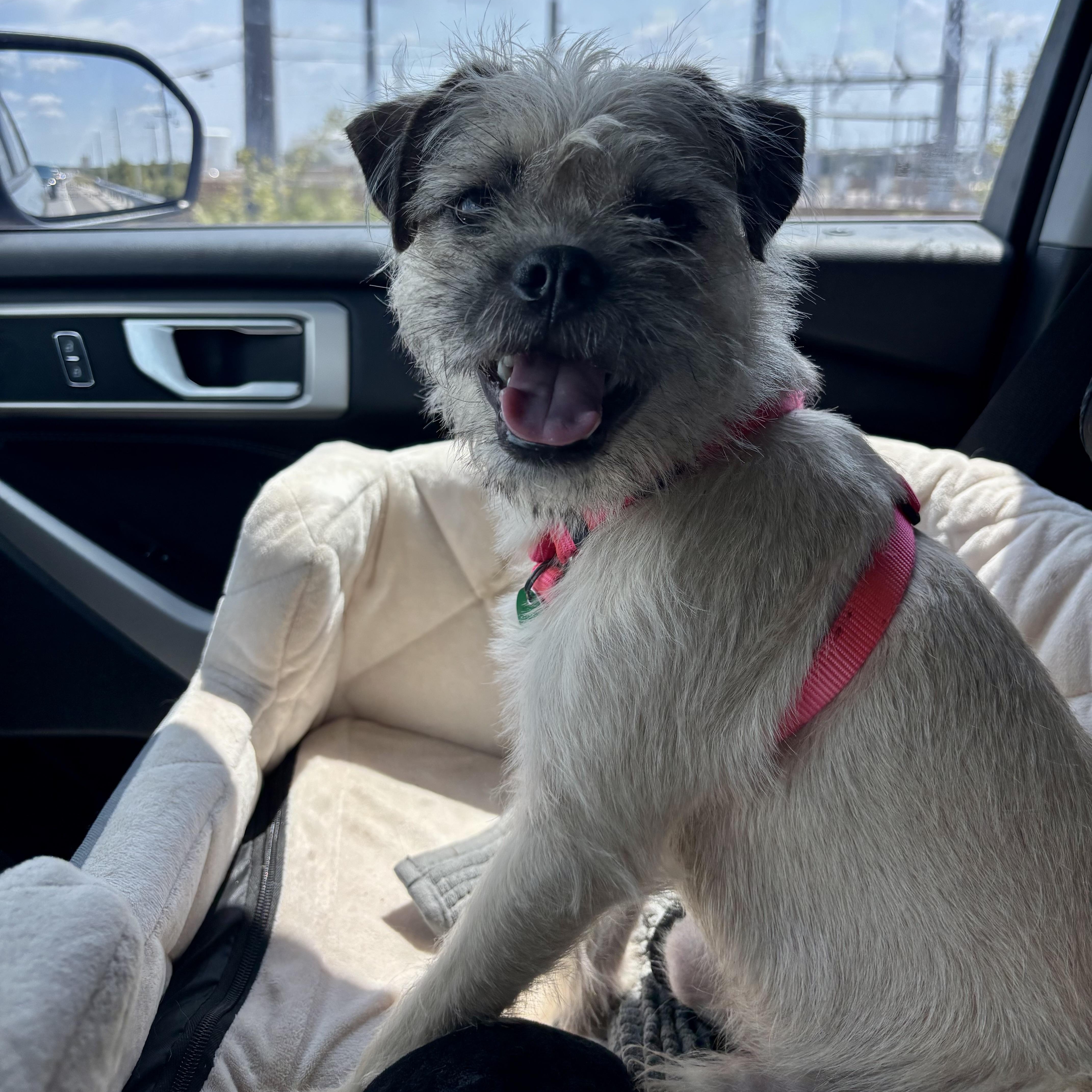 Enlarge Yogi, a Adopted mixed breed in Spring, TX image 2/6