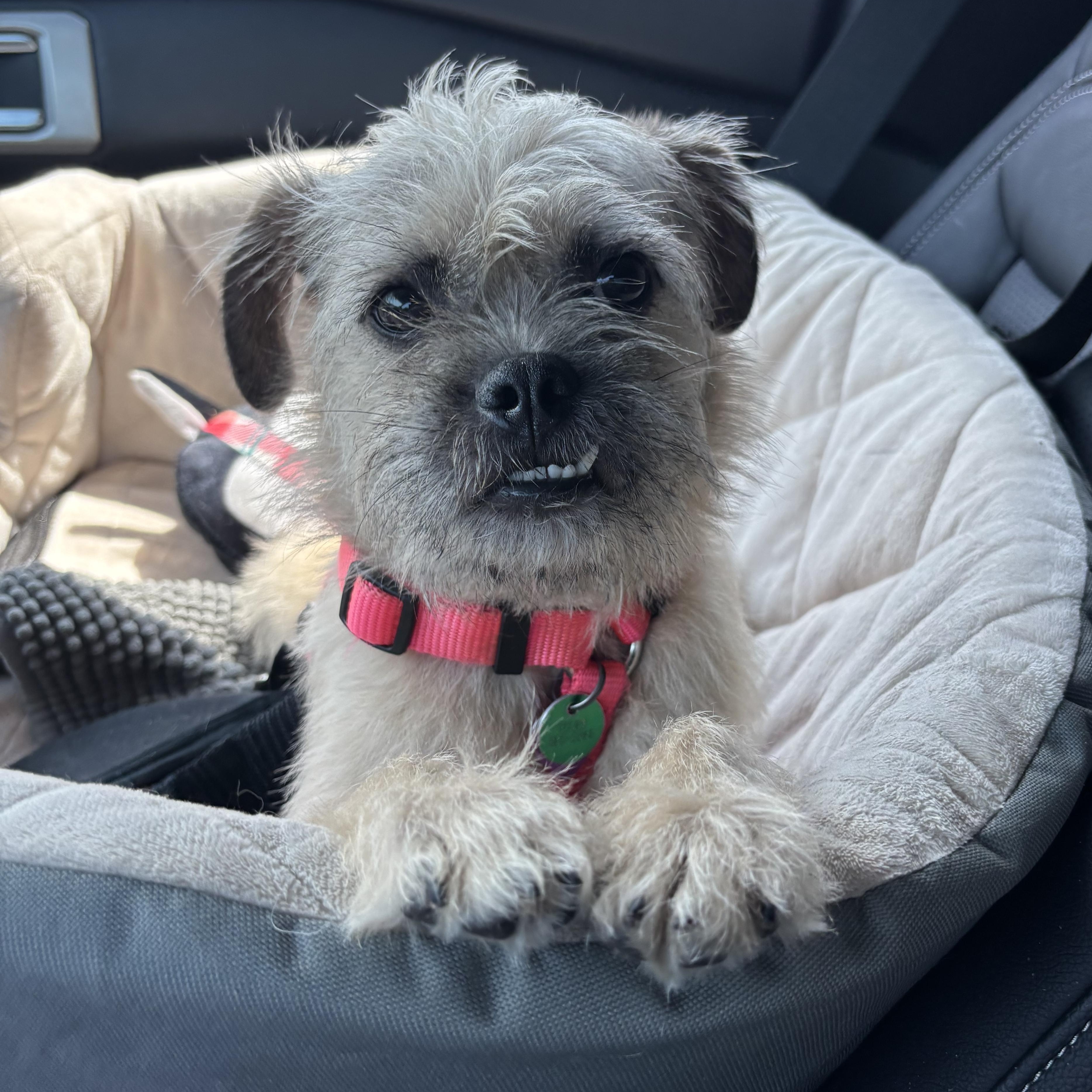 Enlarge Yogi, a Adopted mixed breed in Spring, TX image 3/6