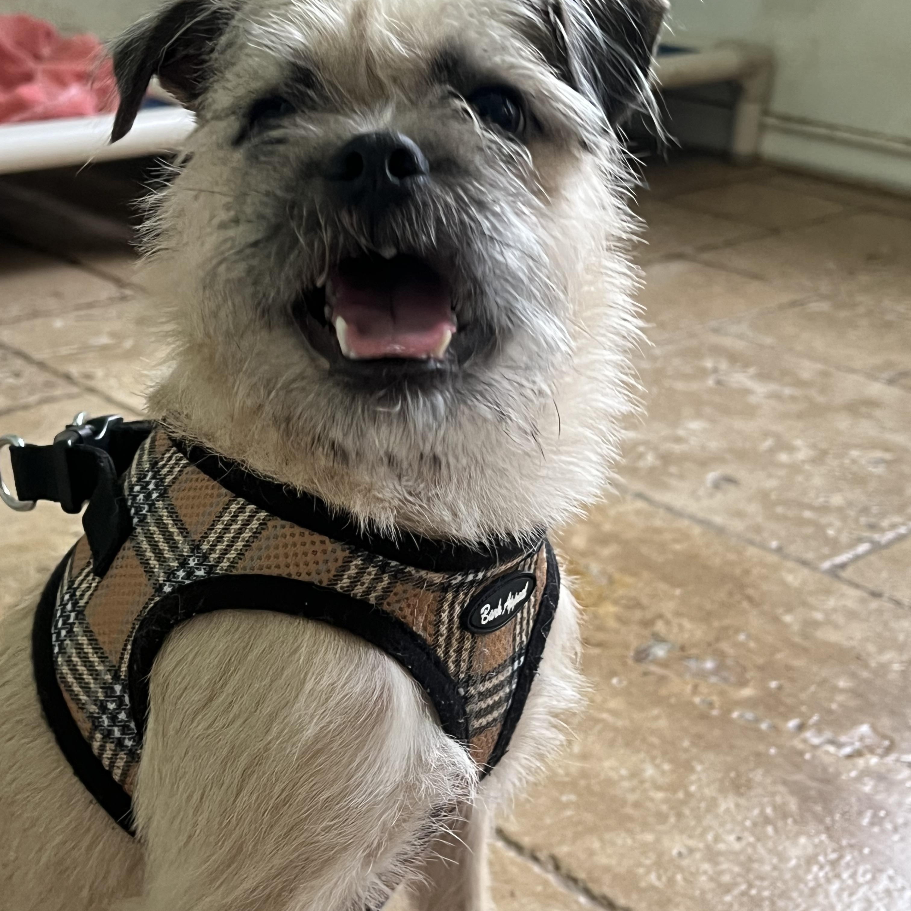 Enlarge Yogi, a Adopted mixed breed in Spring, TX image 5/6