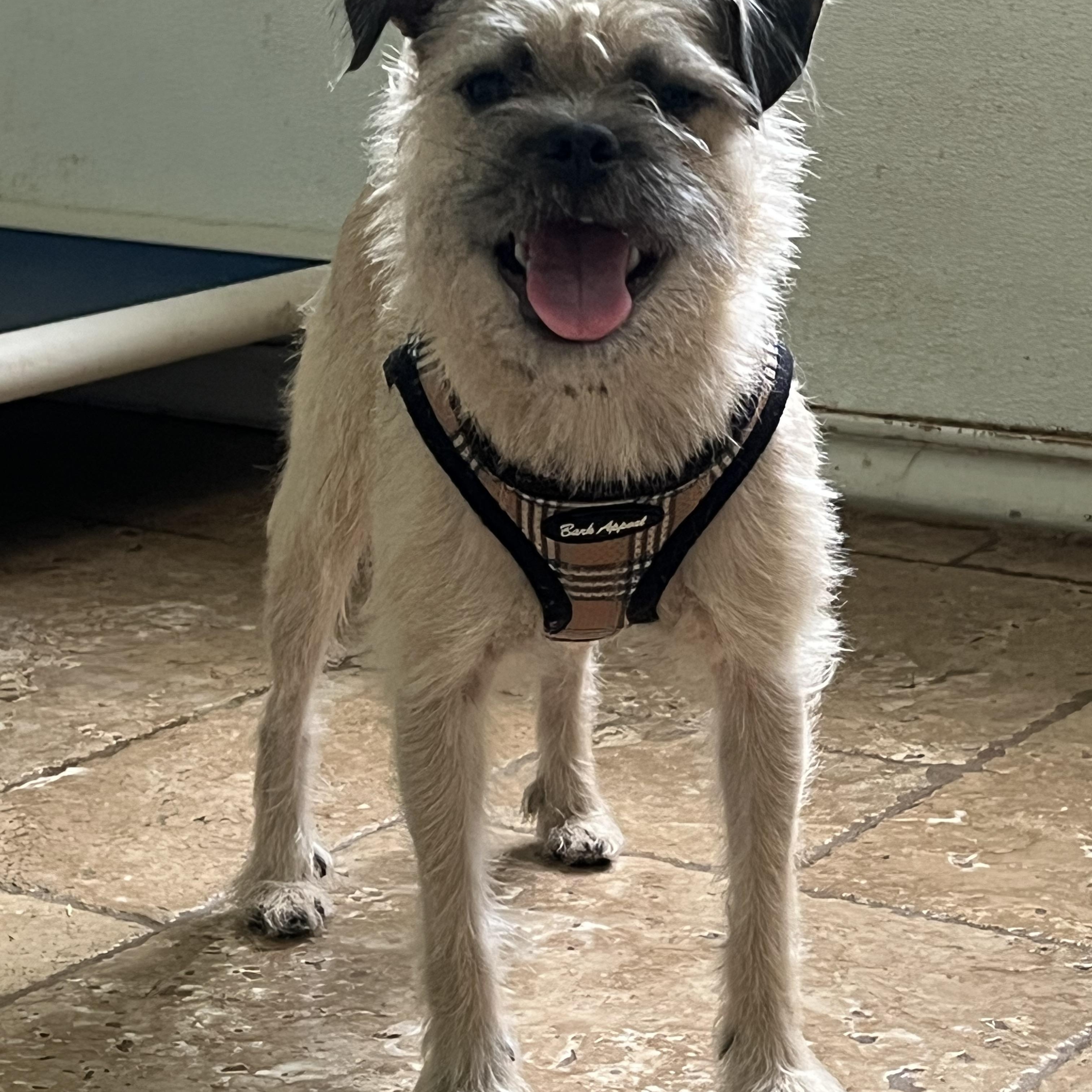 Enlarge Yogi, a Adopted mixed breed in Spring, TX image 6/6