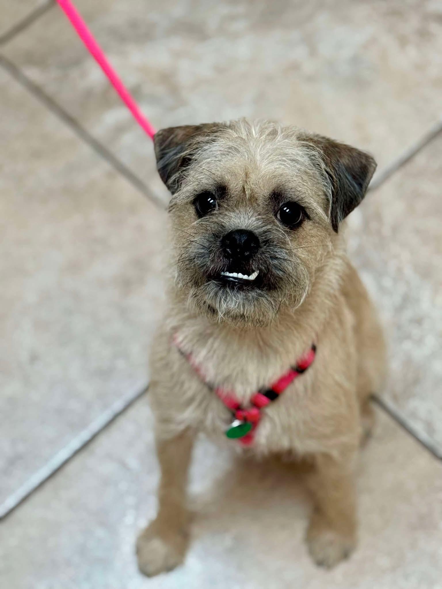 Yogi, Adopted, Young Male Terrier & Pug.