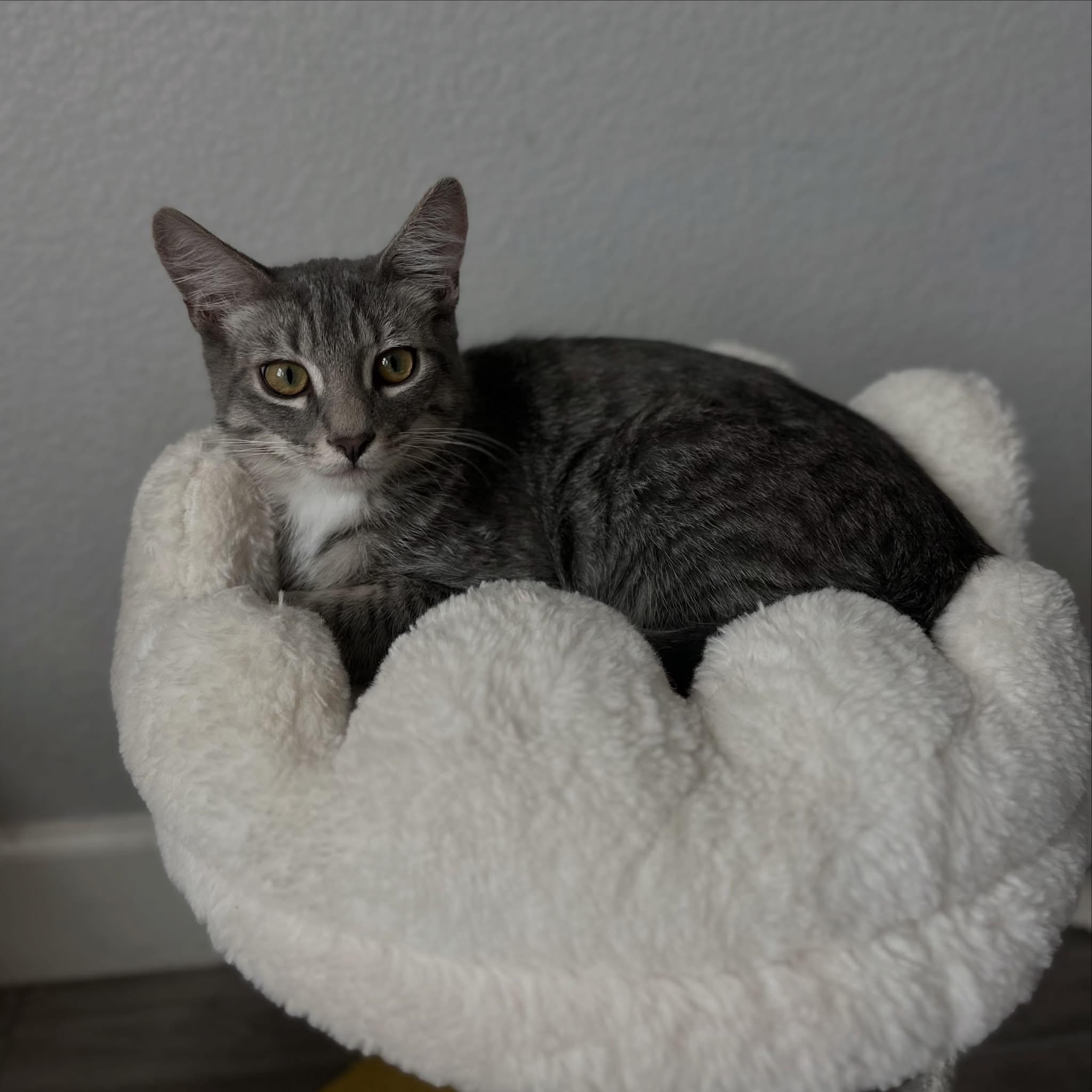 Kian, a ADOPTABLE Tabby in Oakley, CA image 1/5
