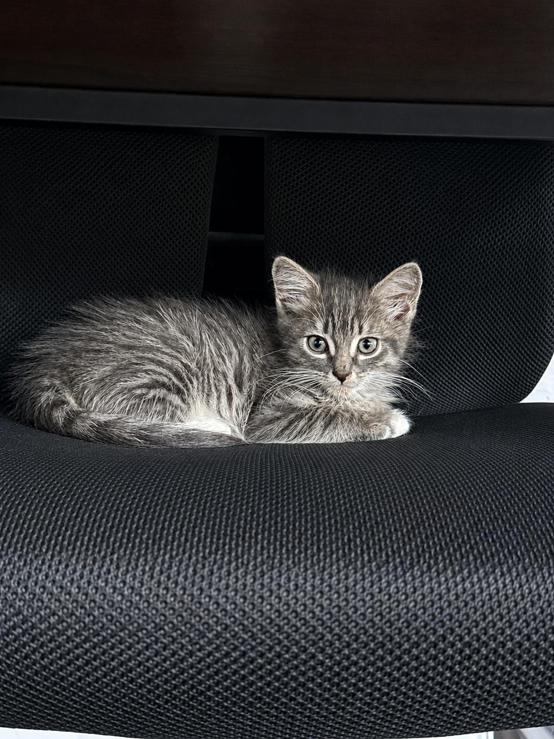 Kian, a ADOPTABLE Tabby in Oakley, CA image 3/5