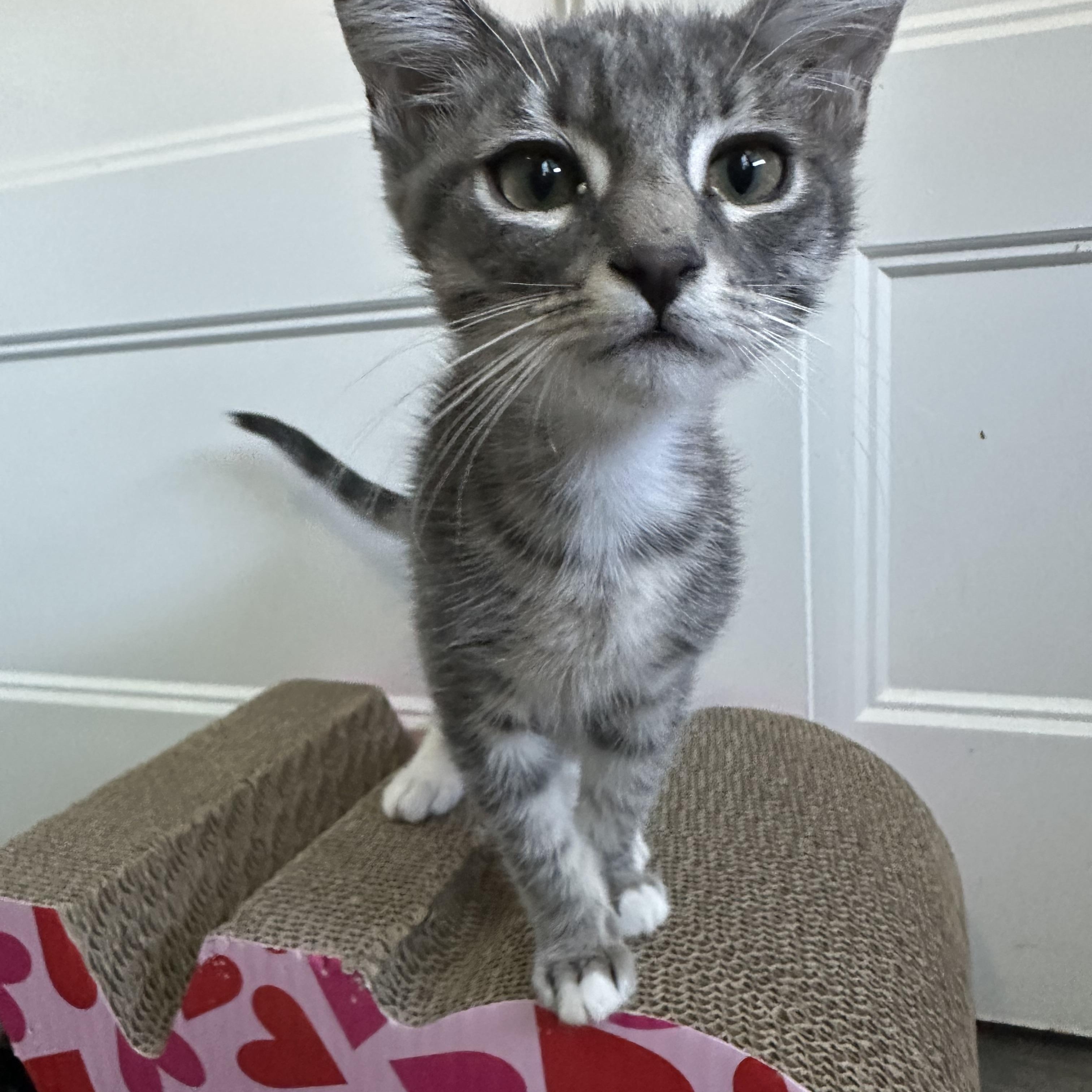 Kian, a ADOPTABLE Tabby in Oakley, CA image 5/6