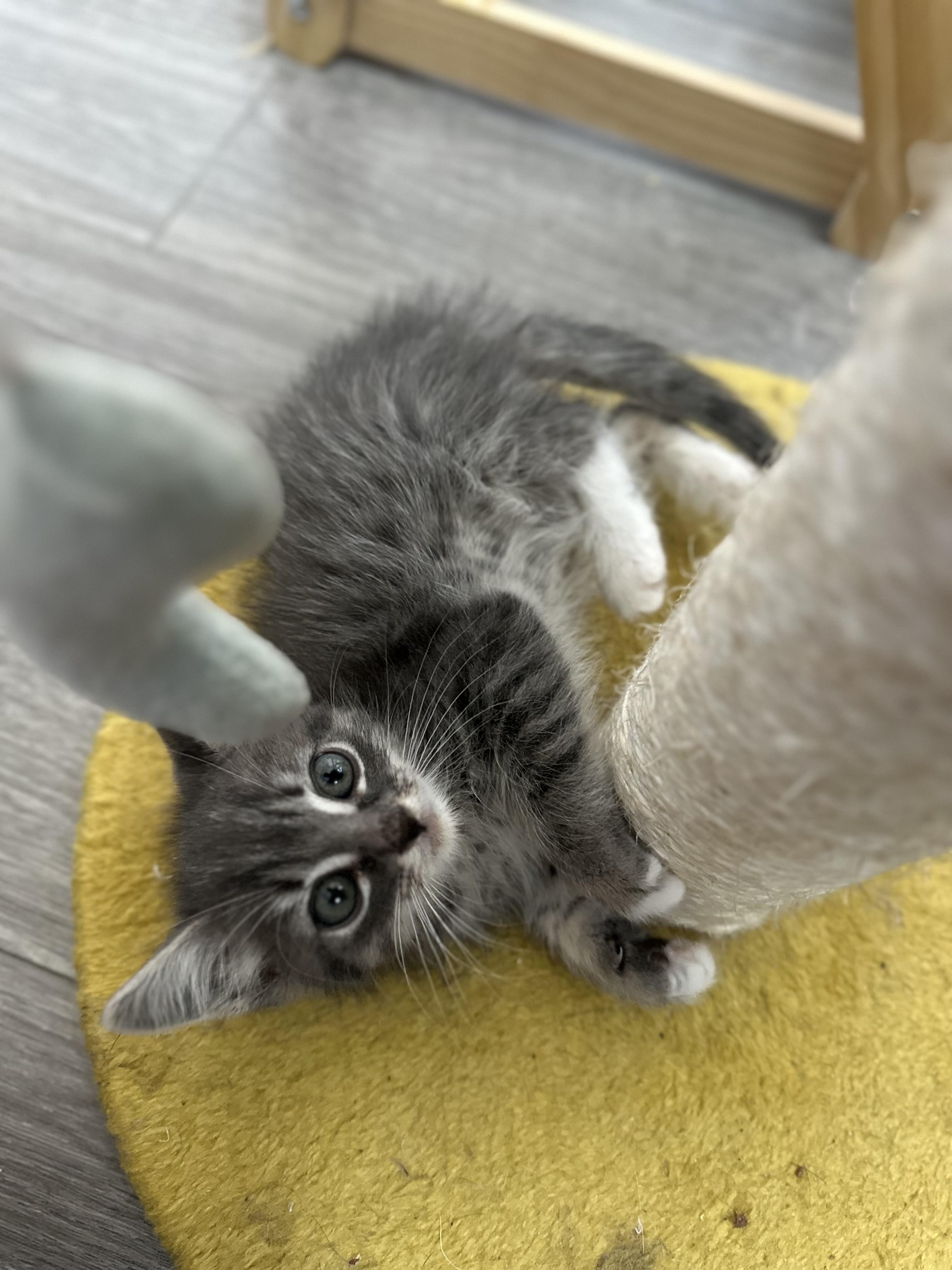 Kian, ADOPTABLE, Kitten Male Tabby.