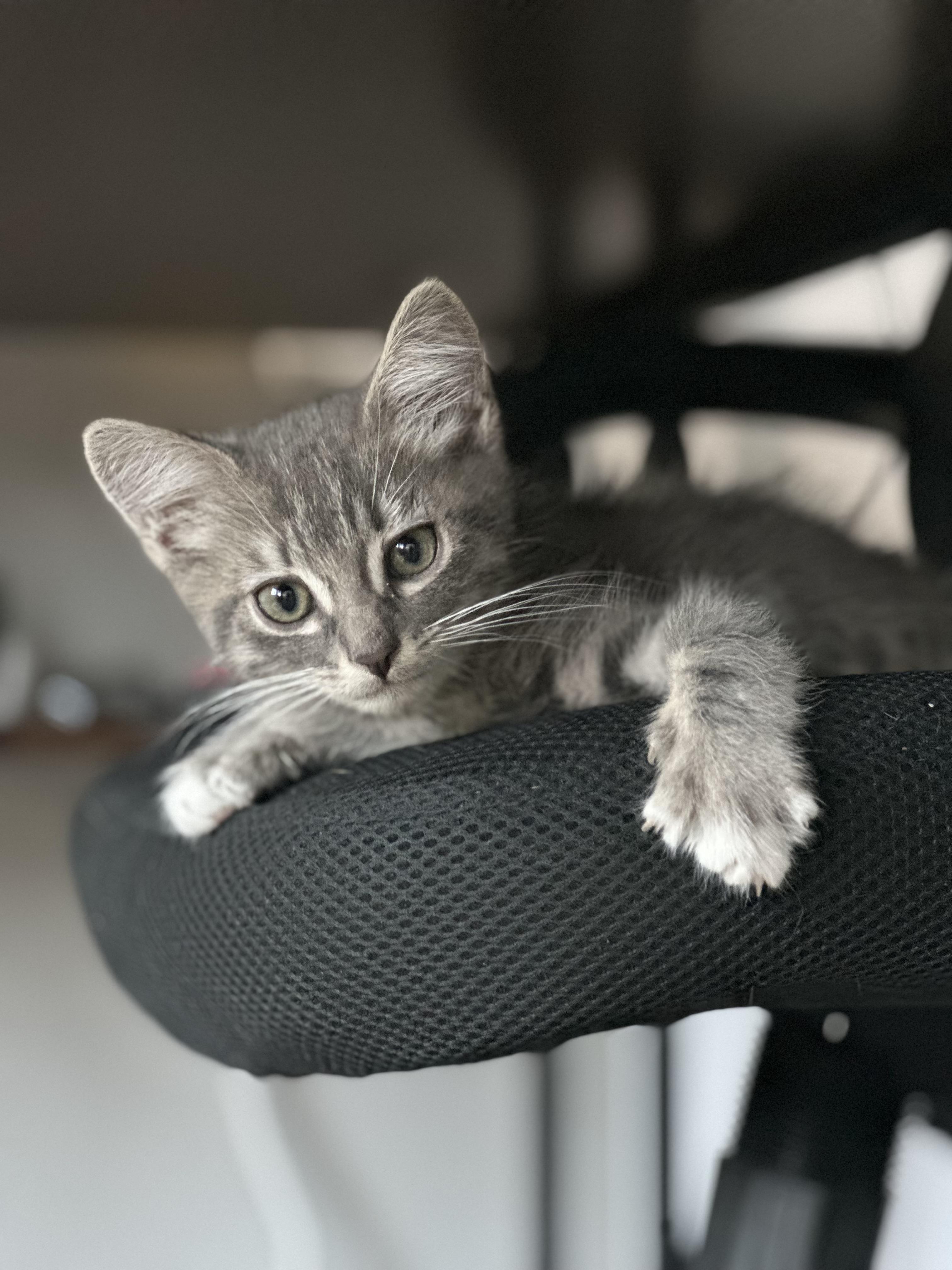Kian, a ADOPTABLE Tabby in Oakley, CA image 2/5