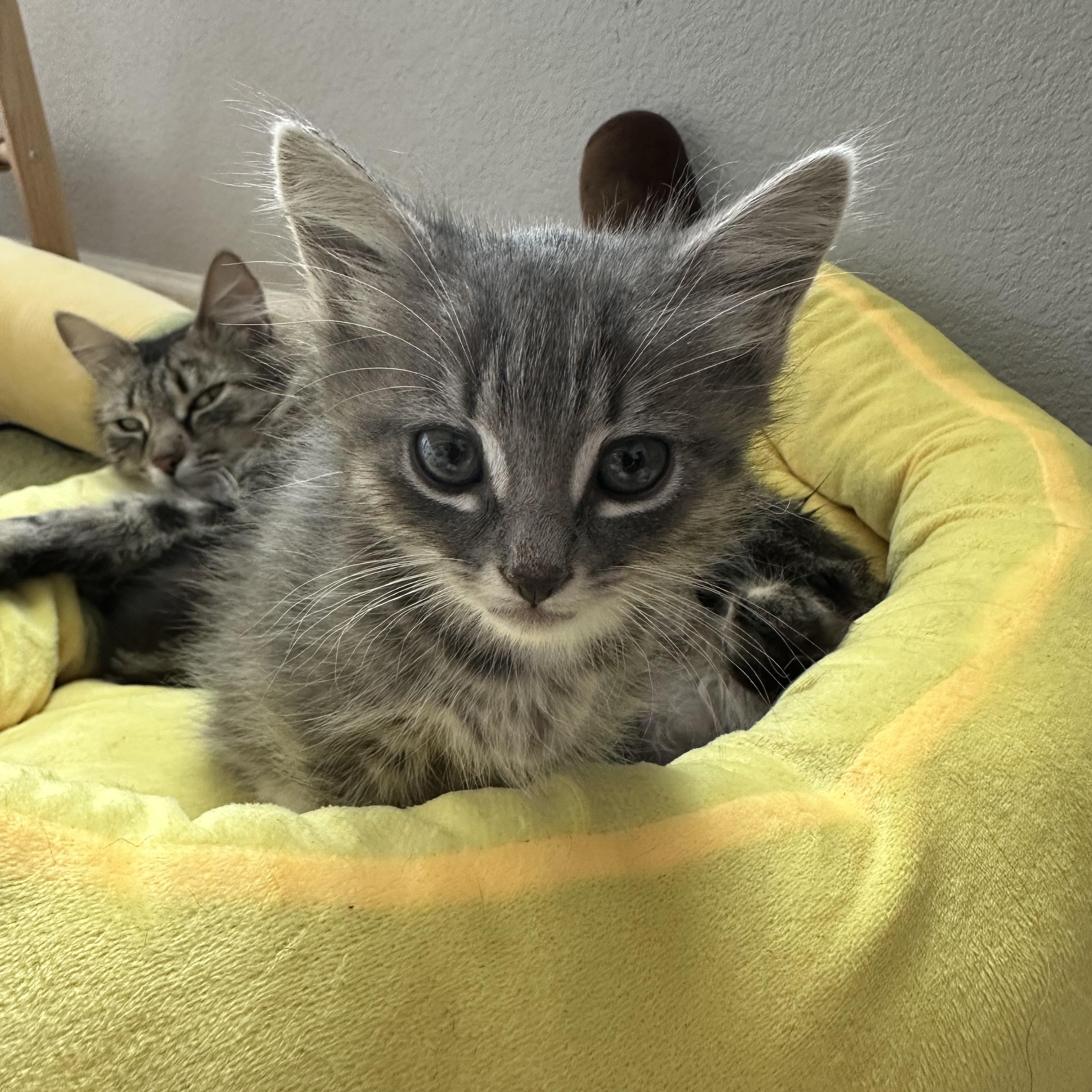 Kian, a ADOPTABLE Tabby in Oakley, CA image 4/5