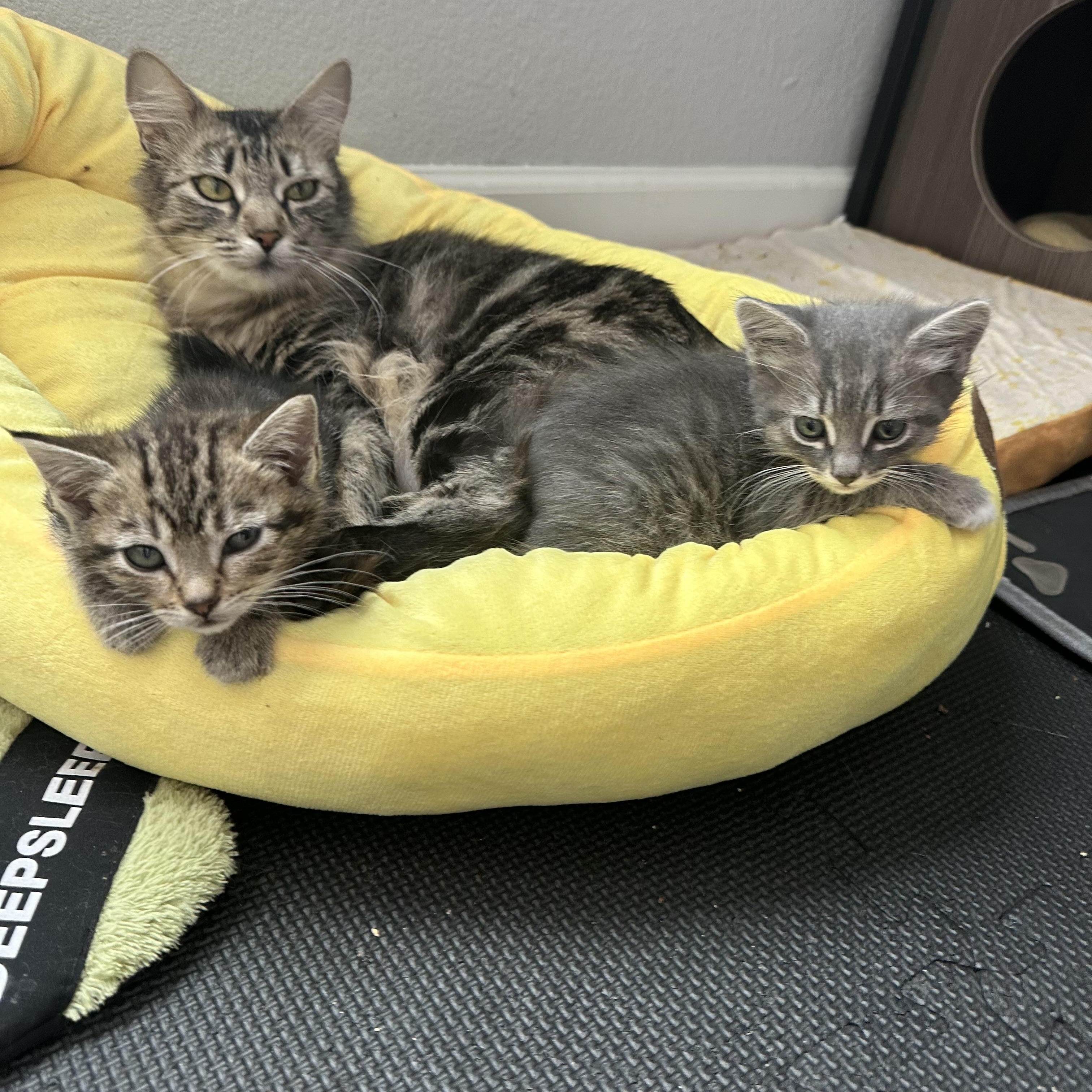 Kian, a ADOPTABLE Tabby in Oakley, CA image 5/5