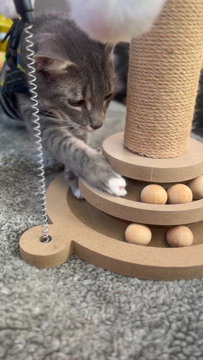 Enlarge Kian, a Adoptable Tabby in Oakley, CA video 4/6