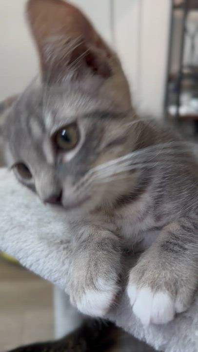 Enlarge Kian, a ADOPTABLE Tabby in Oakley, CA video 6/6