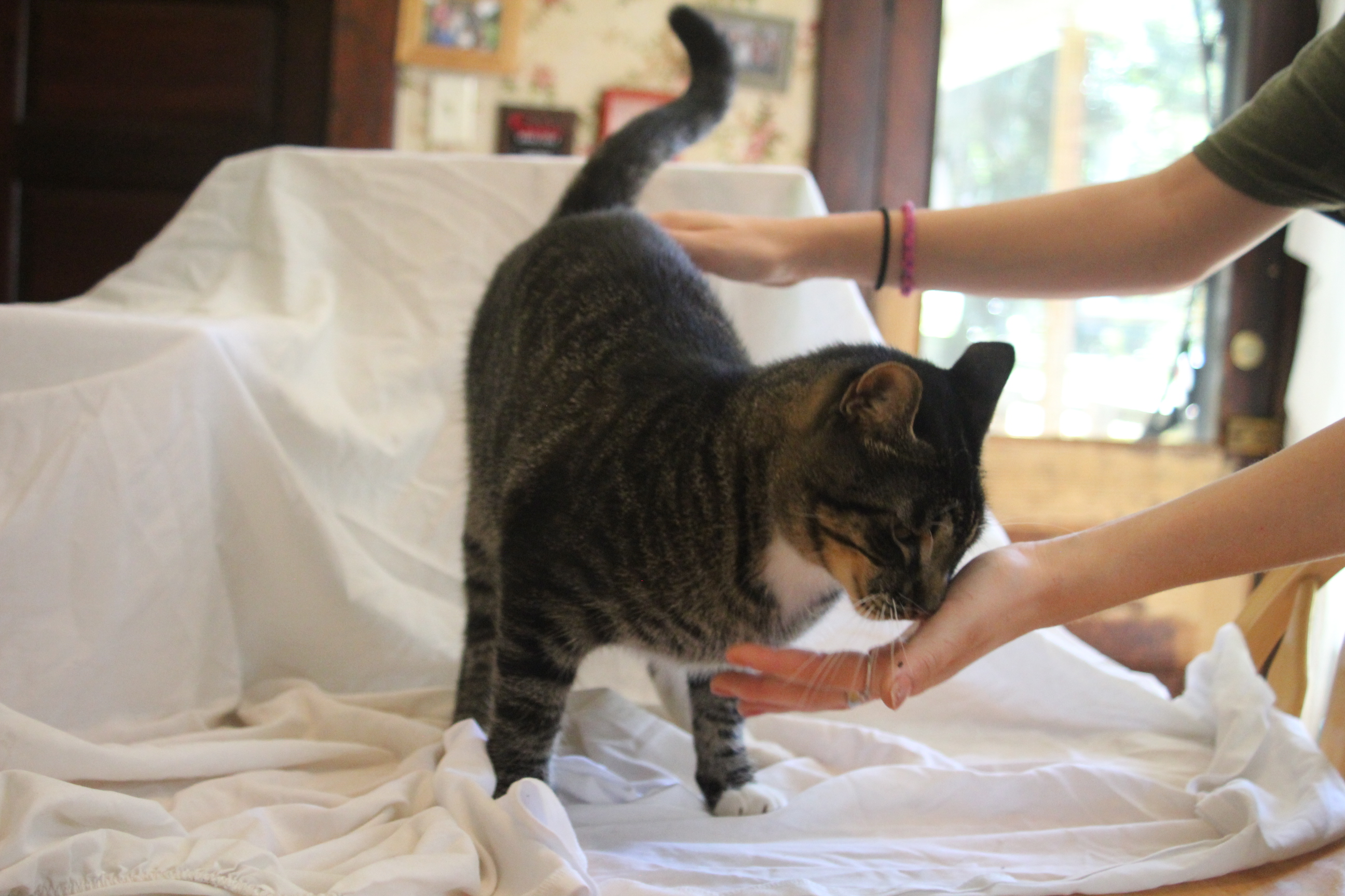 Enlarge Blu, a Adopted Domestic Short Hair in East Haven, CT image 5/6