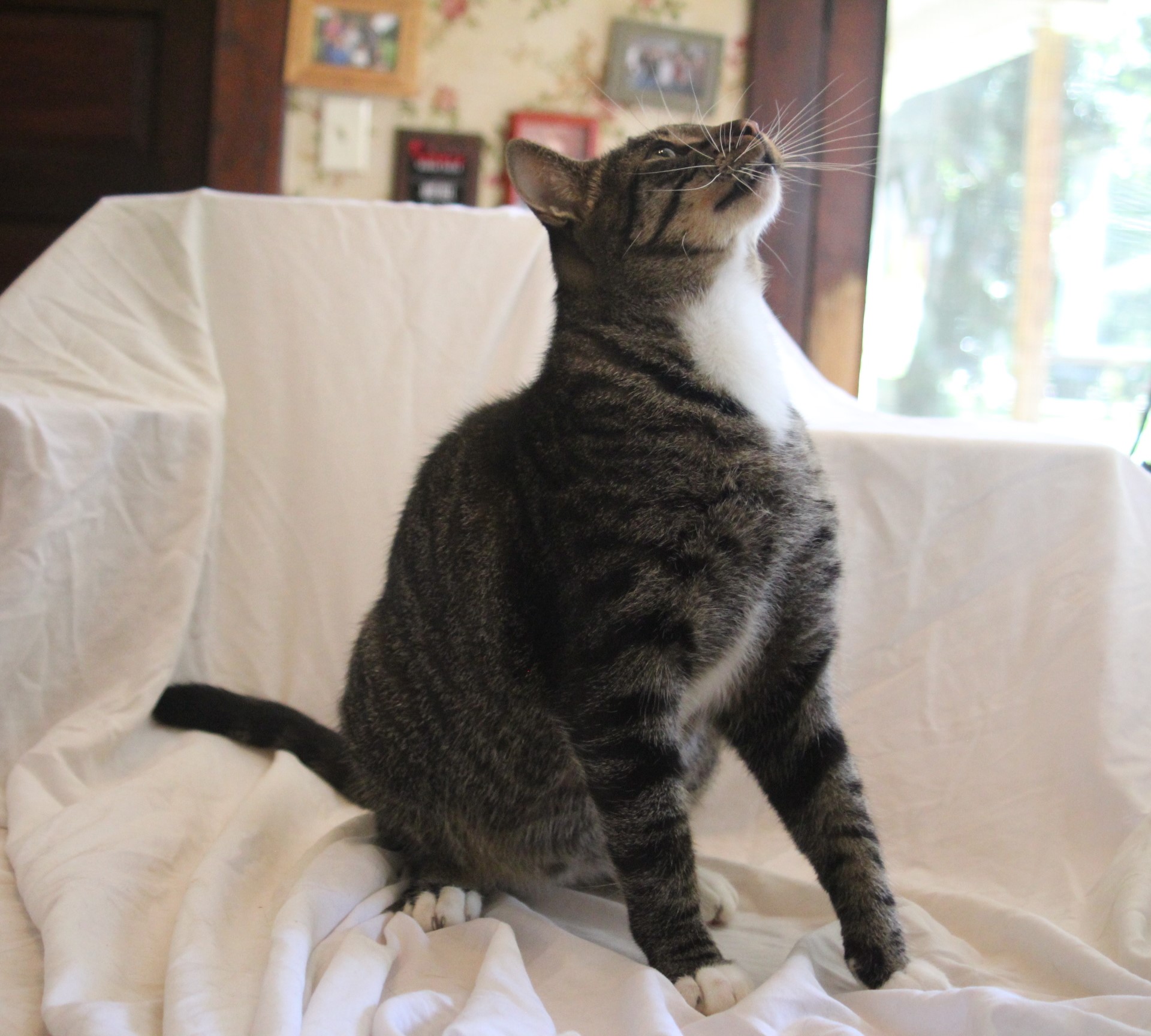 Enlarge Blu, a Adopted Domestic Short Hair in East Haven, CT image 6/6