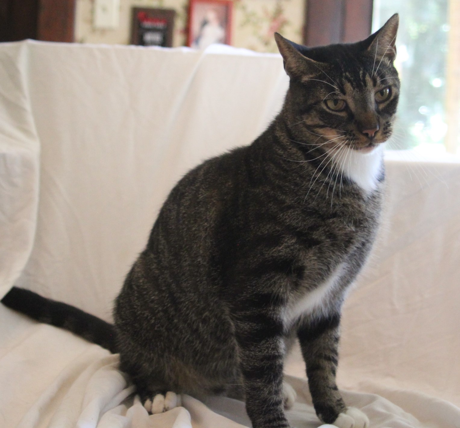 Enlarge Blu, a Adopted Domestic Short Hair in East Haven, CT image 1/6