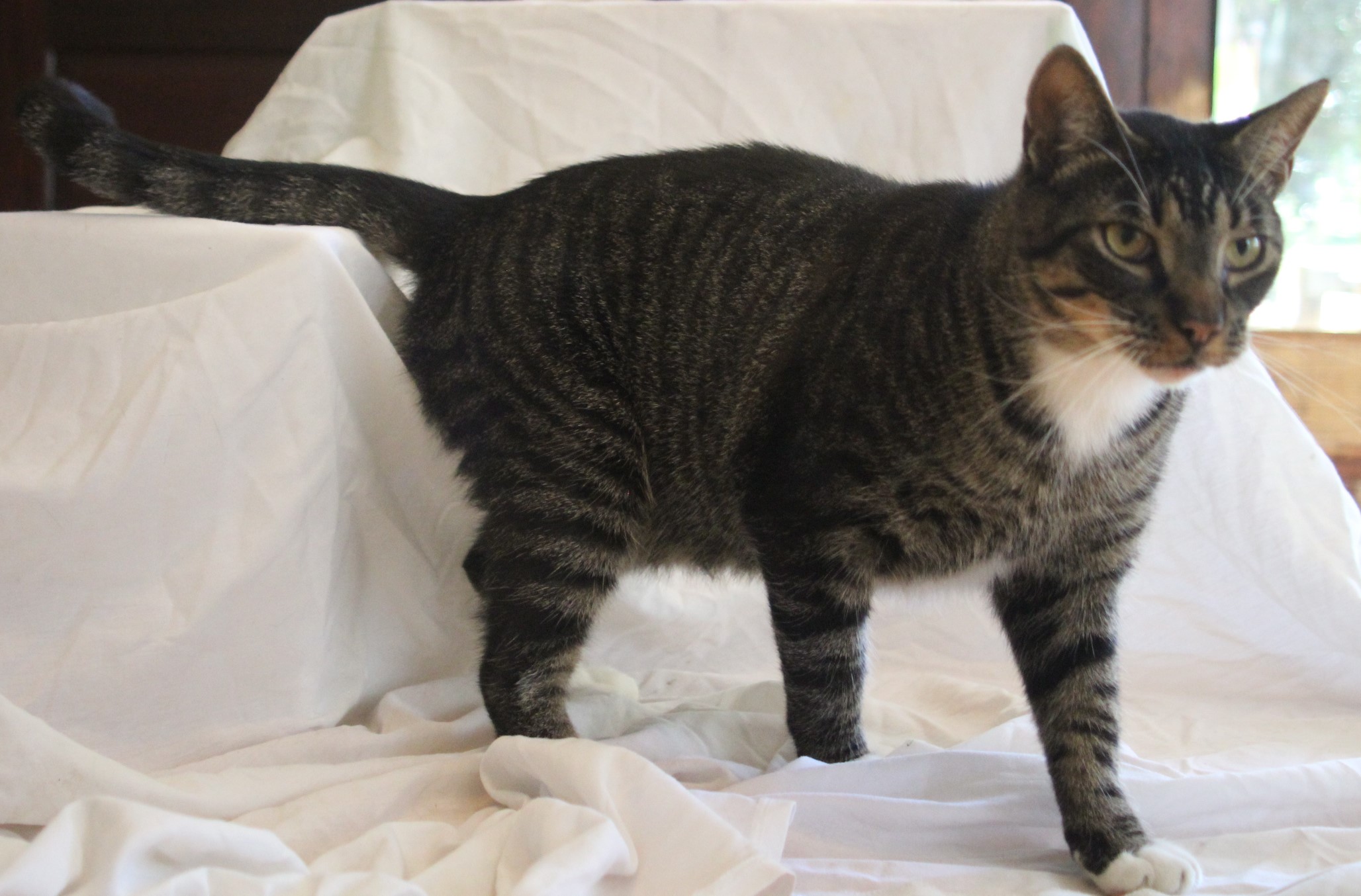 Enlarge Blu, a Adopted Domestic Short Hair in East Haven, CT image 3/6