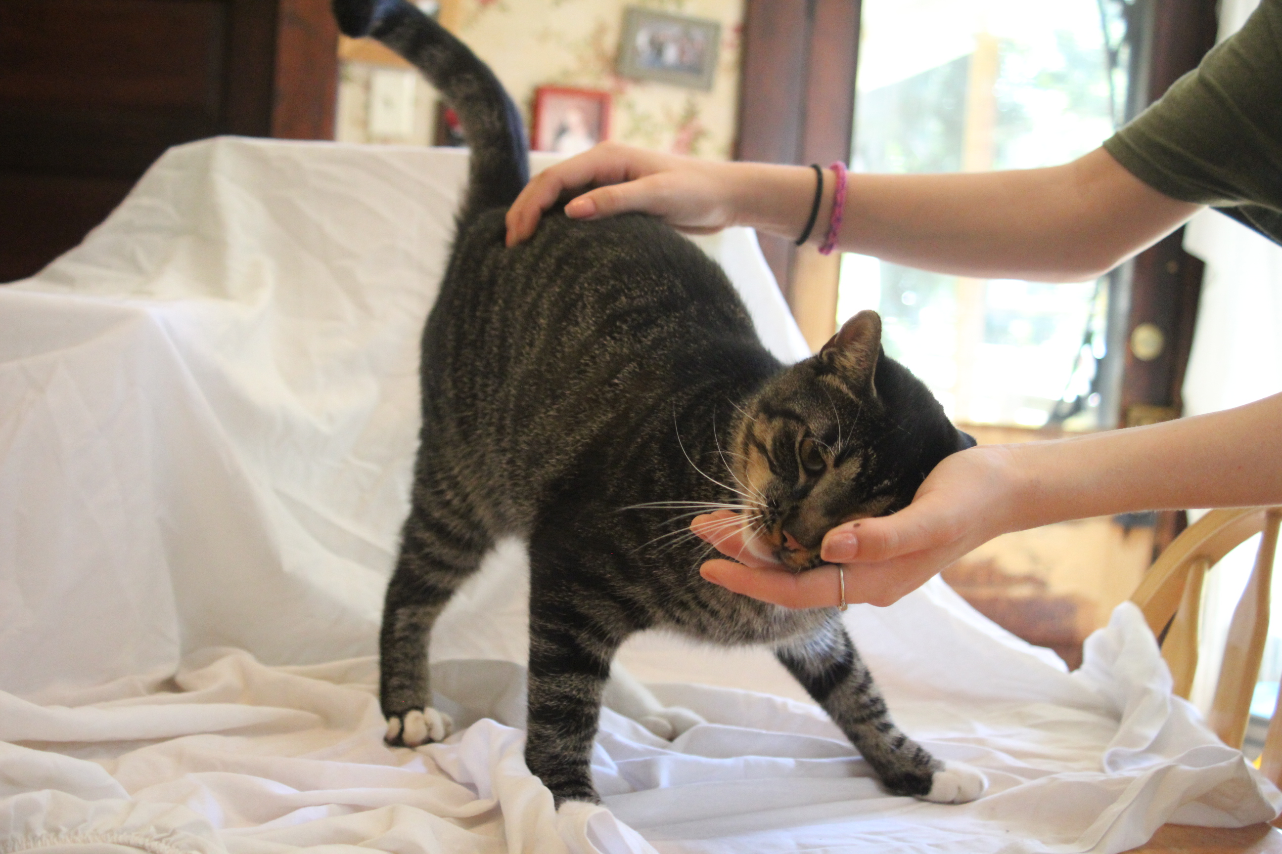 Enlarge Blu, a Adopted Domestic Short Hair in East Haven, CT image 4/6