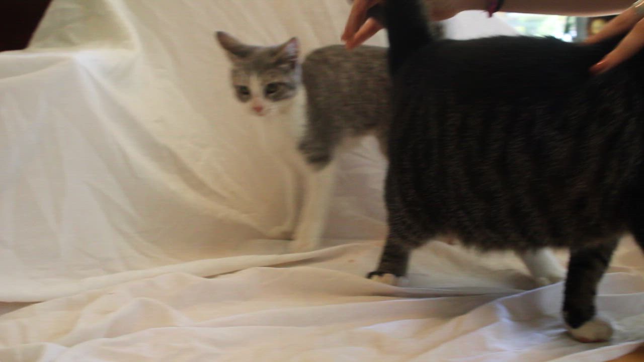 Enlarge Blu, a Adopted Domestic Short Hair in East Haven, CT video 2/6