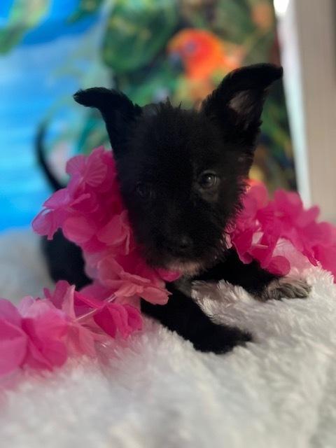 Makani, a Adoptable mixed breed in Milton, GA image 1/3