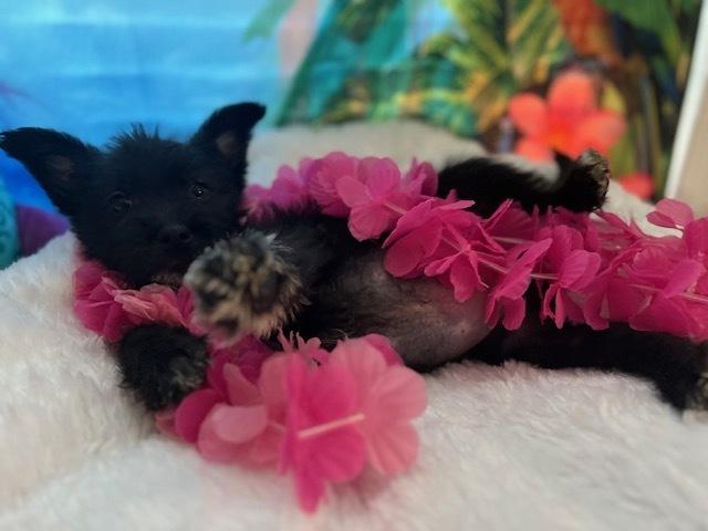 Makani, a Adoptable mixed breed in Milton, GA image 2/3