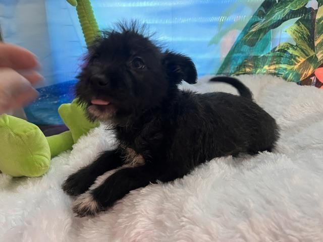 Makani, a Adoptable mixed breed in Milton, GA image 3/3