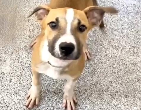 Enlarge MILLIE, a Adoptable mixed breed in Houston, TX image 1/1