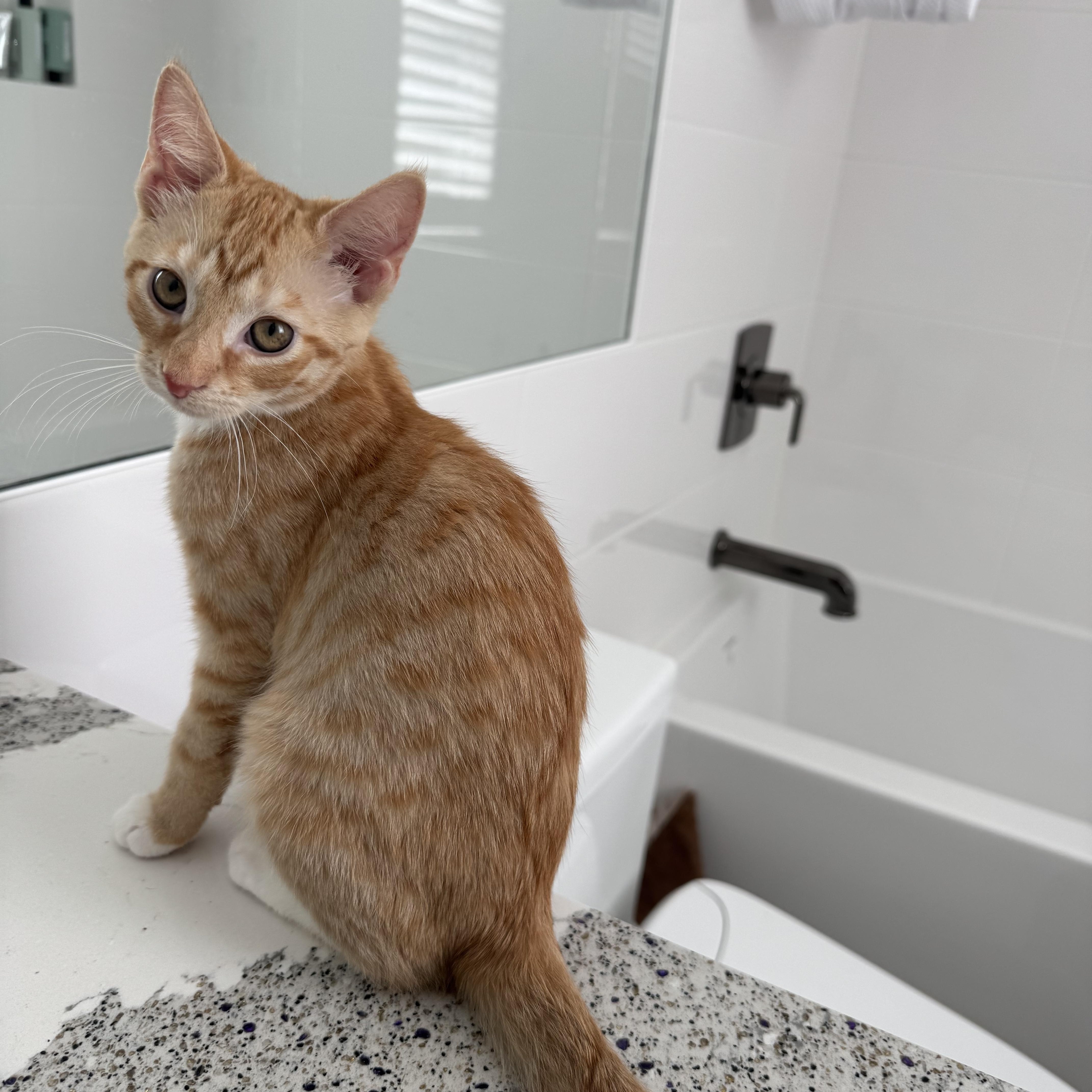 MISSY, Adopted, Kitten Female Domestic Short Hair.